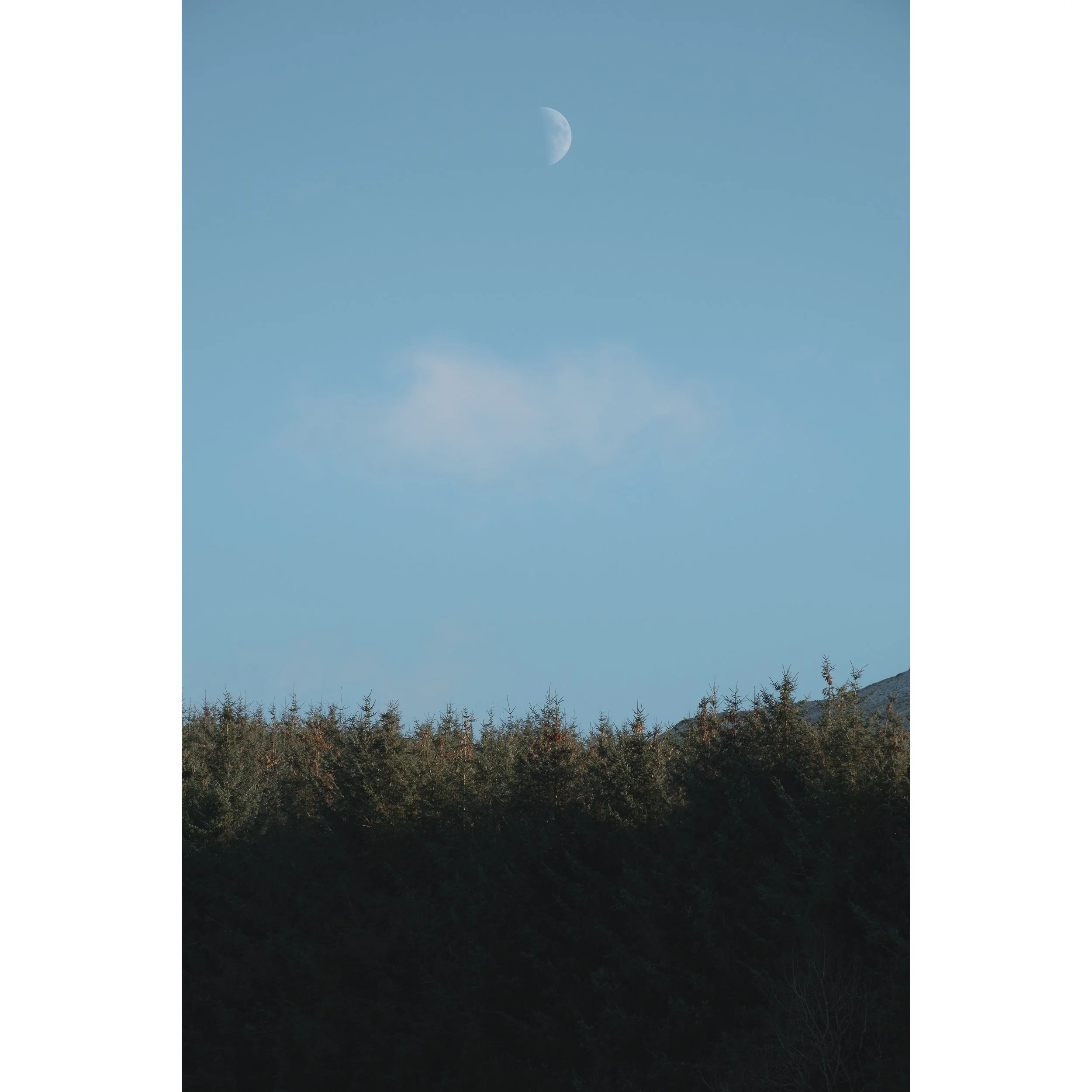 GALLOWAY FOREST PARK #2