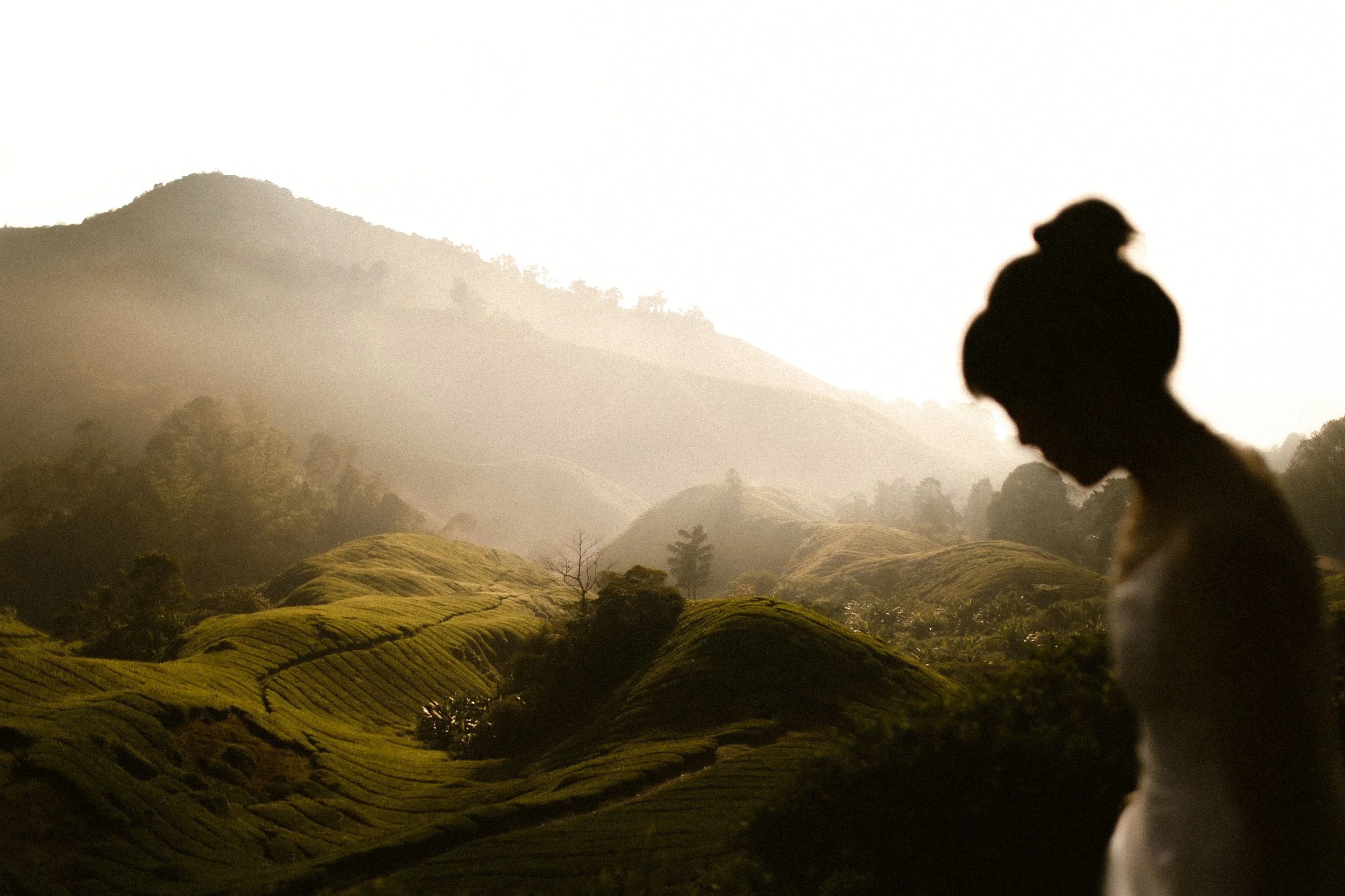Romantic Pre-Wedding Photoshoot in Cameron Highlands | Ming & Lynn