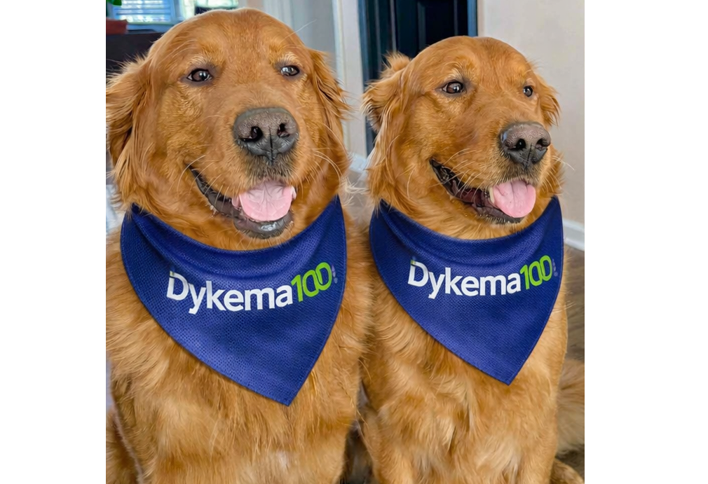 Pets of Dykema: Two golden retriever dogs wearing blue bandanas that say Dykema 100