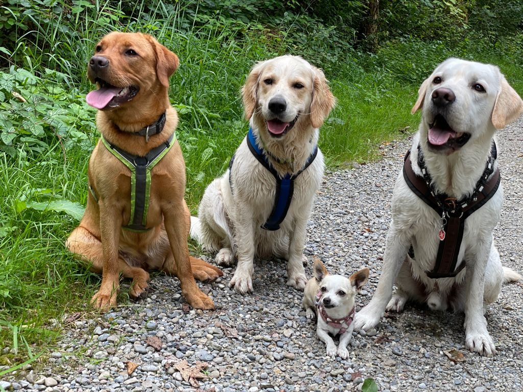 Vier Hunde sitzen auf einem Kiesweg neben grünem Gras und Büschen, alle sehen glücklich aus.