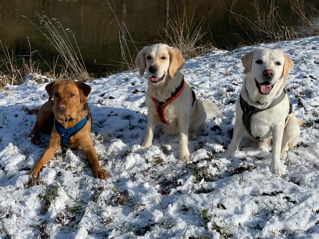 Drei Hunde sitzen im Schnee an einem Fluss, umgeben von Wintervegetation.