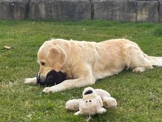 Ein Golden Retriever, der einen Welpen im Gras kaut, mit einem Teddybären neben sich.