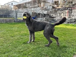 Ein Hund spielt mit einem gelben Ball im Garten.