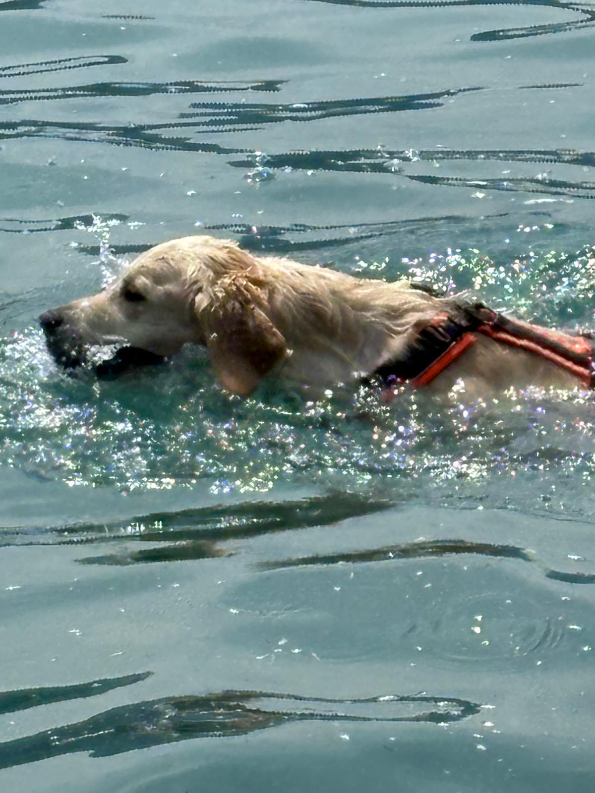 Ein Golden Retriever im Wasser, schwimmend mit einem Hundegeschirr.