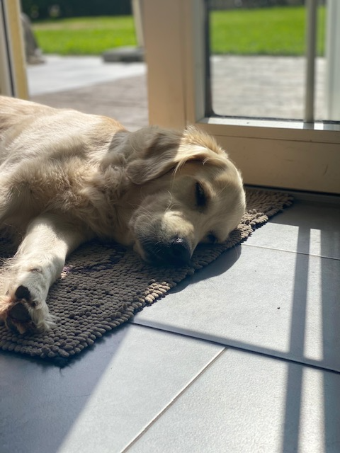 Ein liegender Hund auf einem Teppich vor einer Glasschiebetür in Sonnenlicht, draußen grüne Wiese sichtbar.