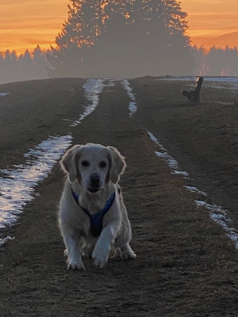 Hund läuft auf einem Weg bei Sonnenuntergang, im Hintergrund Bäume und eine Person, die auf einem Baumstumpf sitzt.
