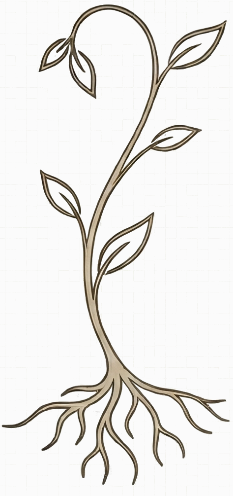 Line drawing of a plant with roots, a stem, and leaves.