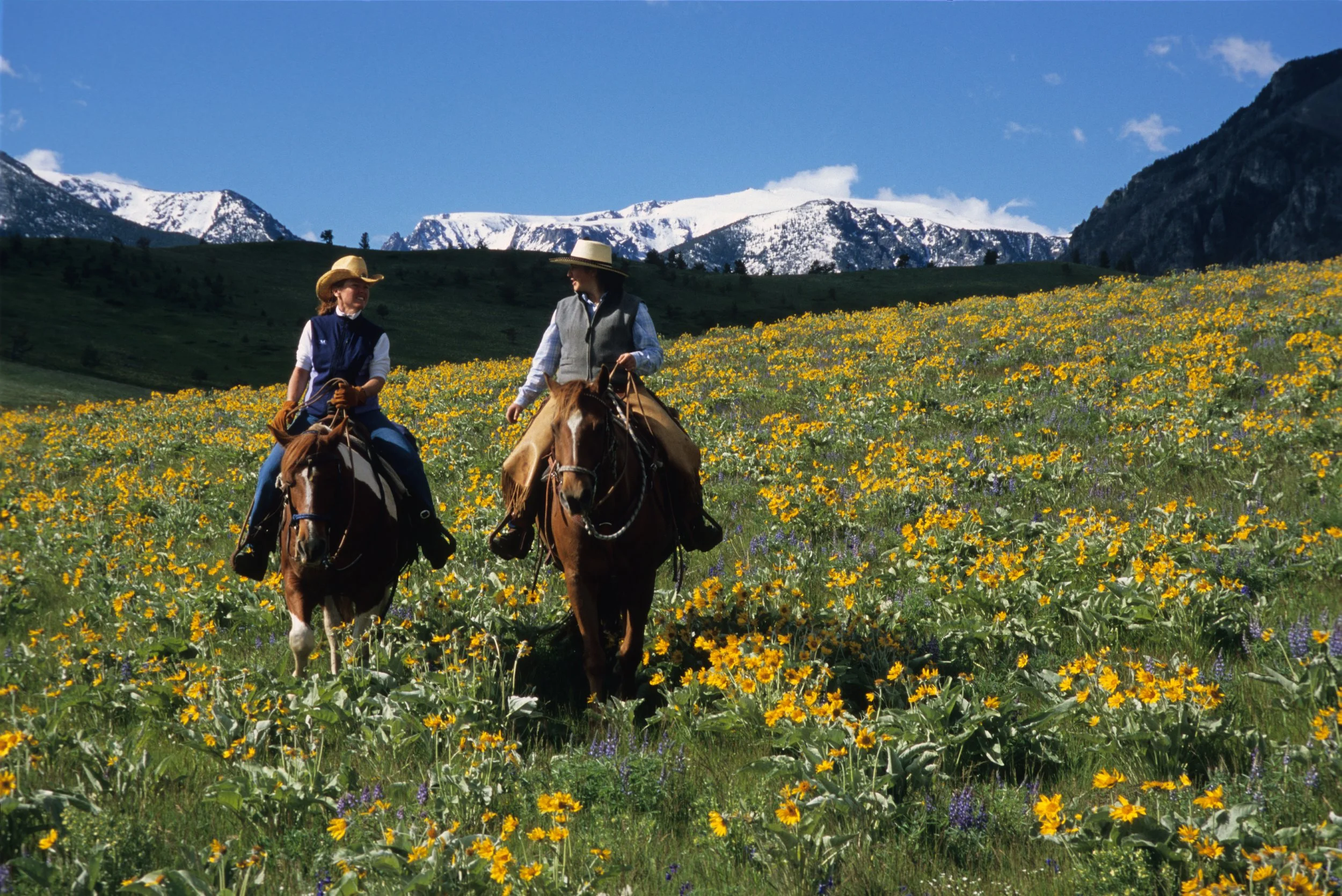 Two people riding horses through a field of yellow wildflowers with snow-capped mountains in the background on a sunny day.