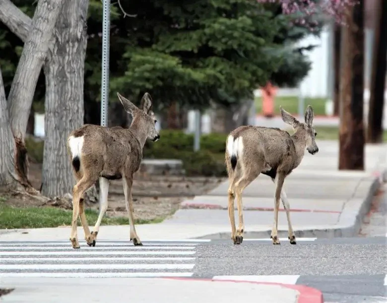 Deer walking through downtown Carson City Nevada near the Capitol grounds in springtime