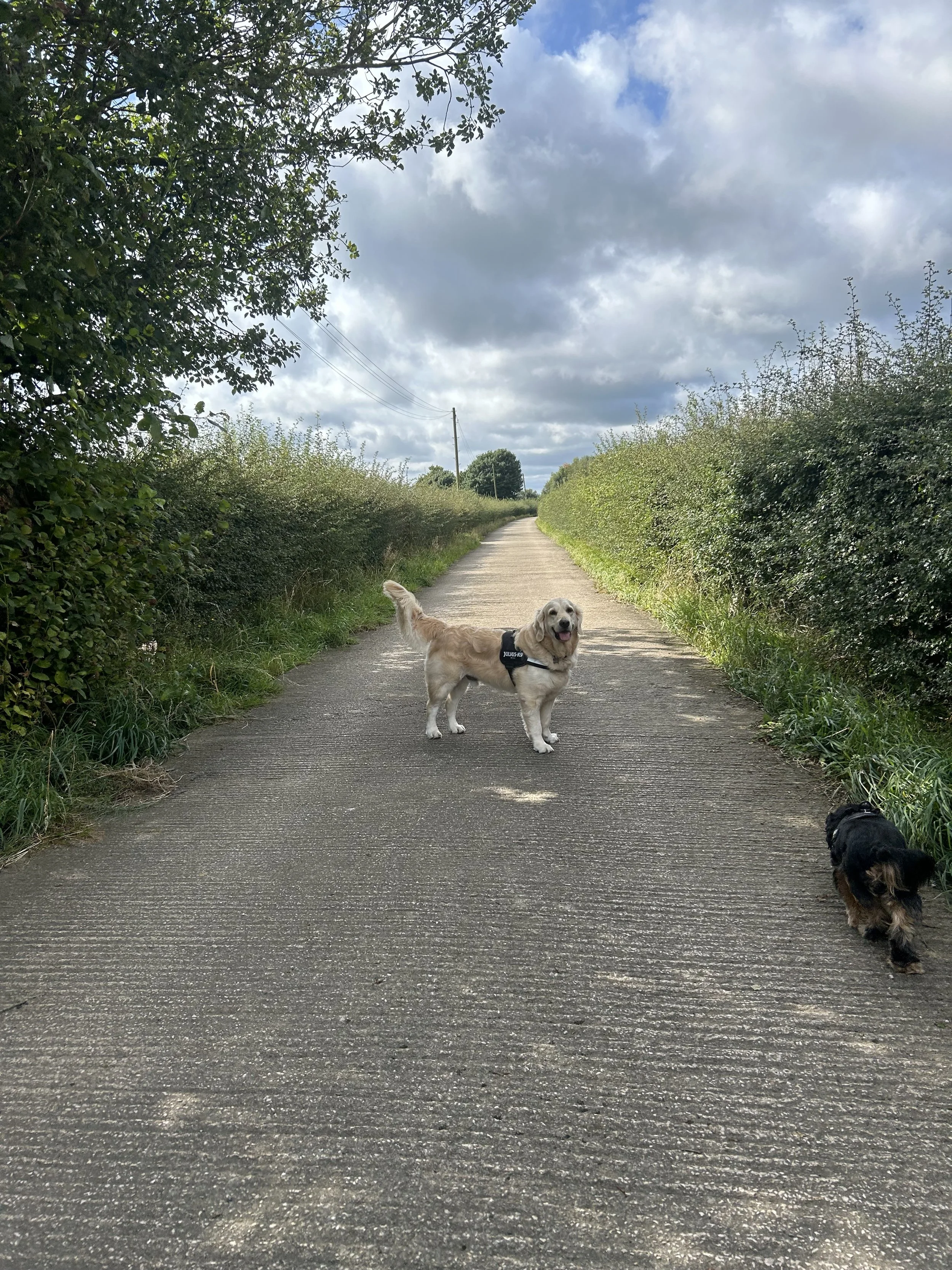 A golden retriever and a small black dog standing on a rural dirt path surrounded by green bushes and trees, under a partly cloudy sky.