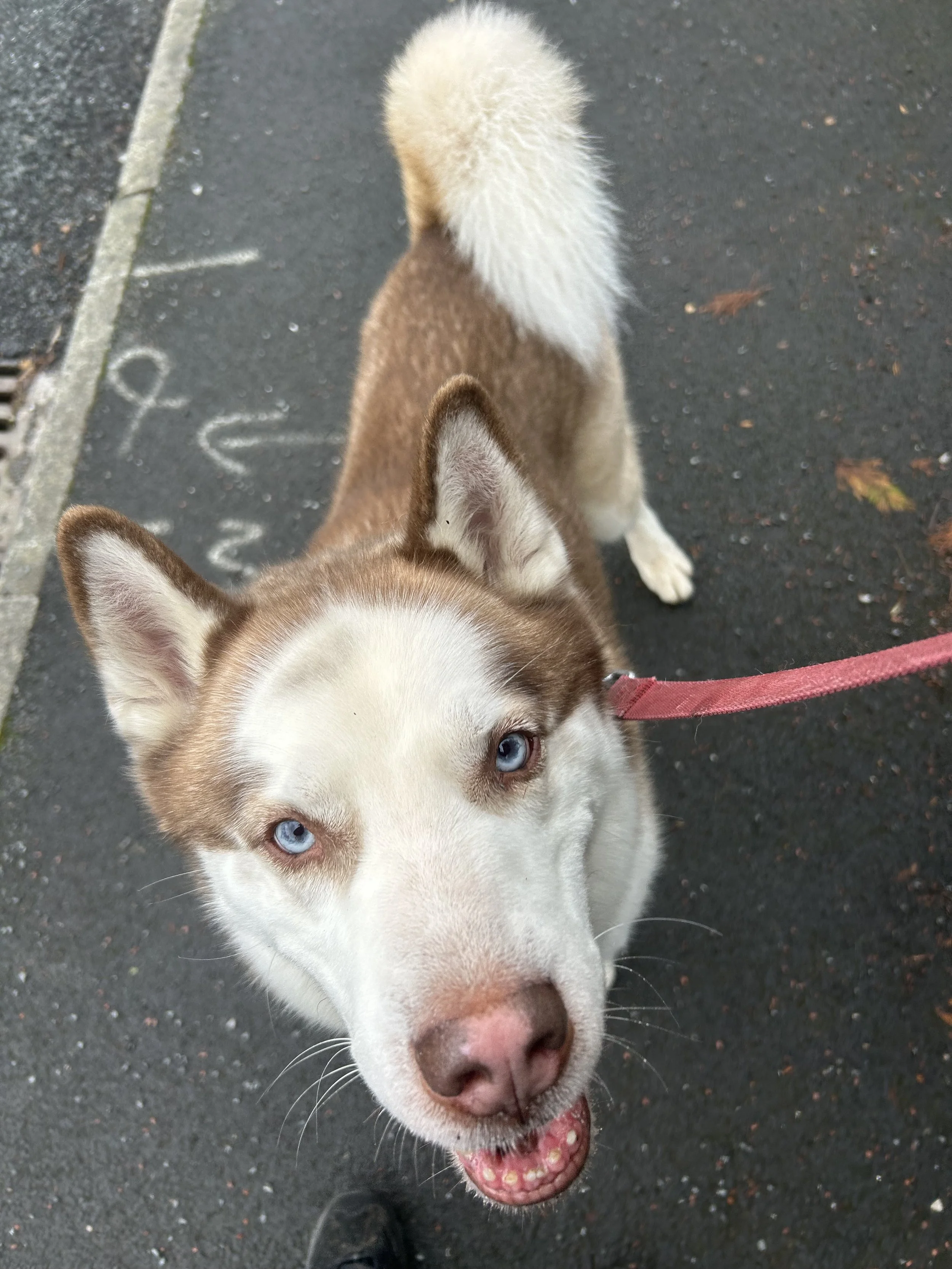 A curly-haired, tan dog on a leash standing on a sidewalk next to a brick wall.