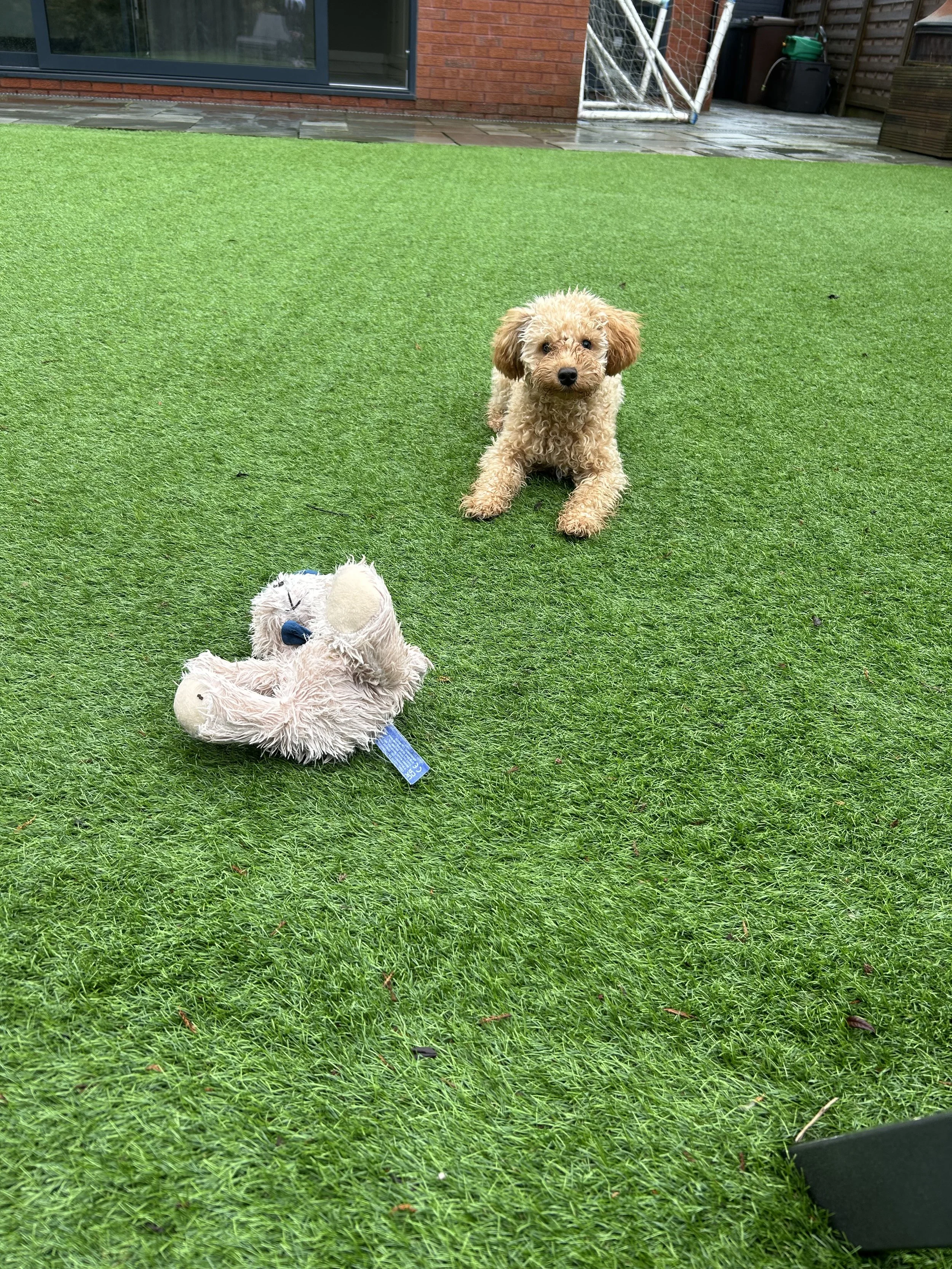 A happy golden retriever dog with a wide smile, sitting indoors near chairs and tables.