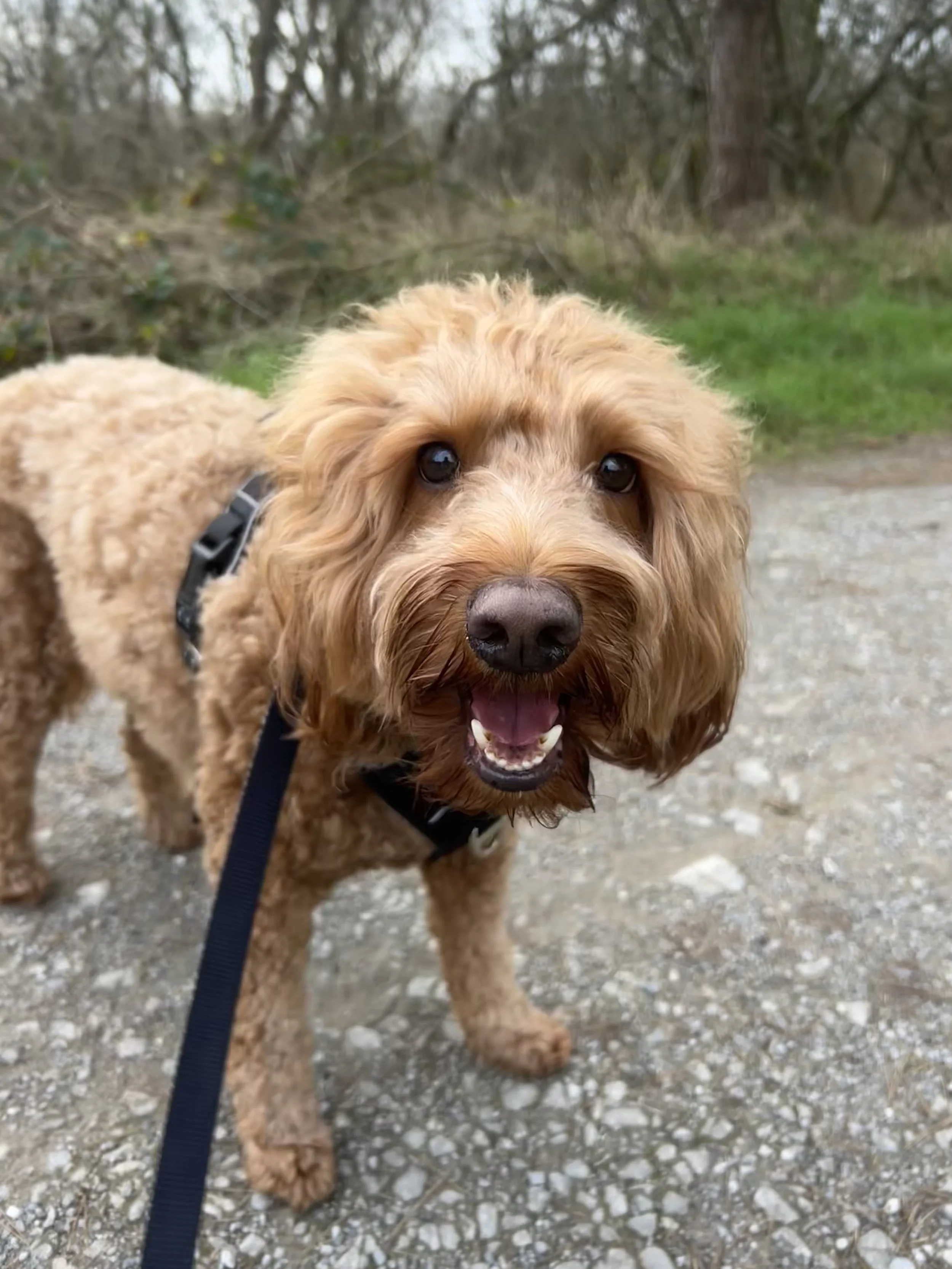 A yellow Labrador Retriever dog lying on grass in a backyard with a wooden fence in the background.