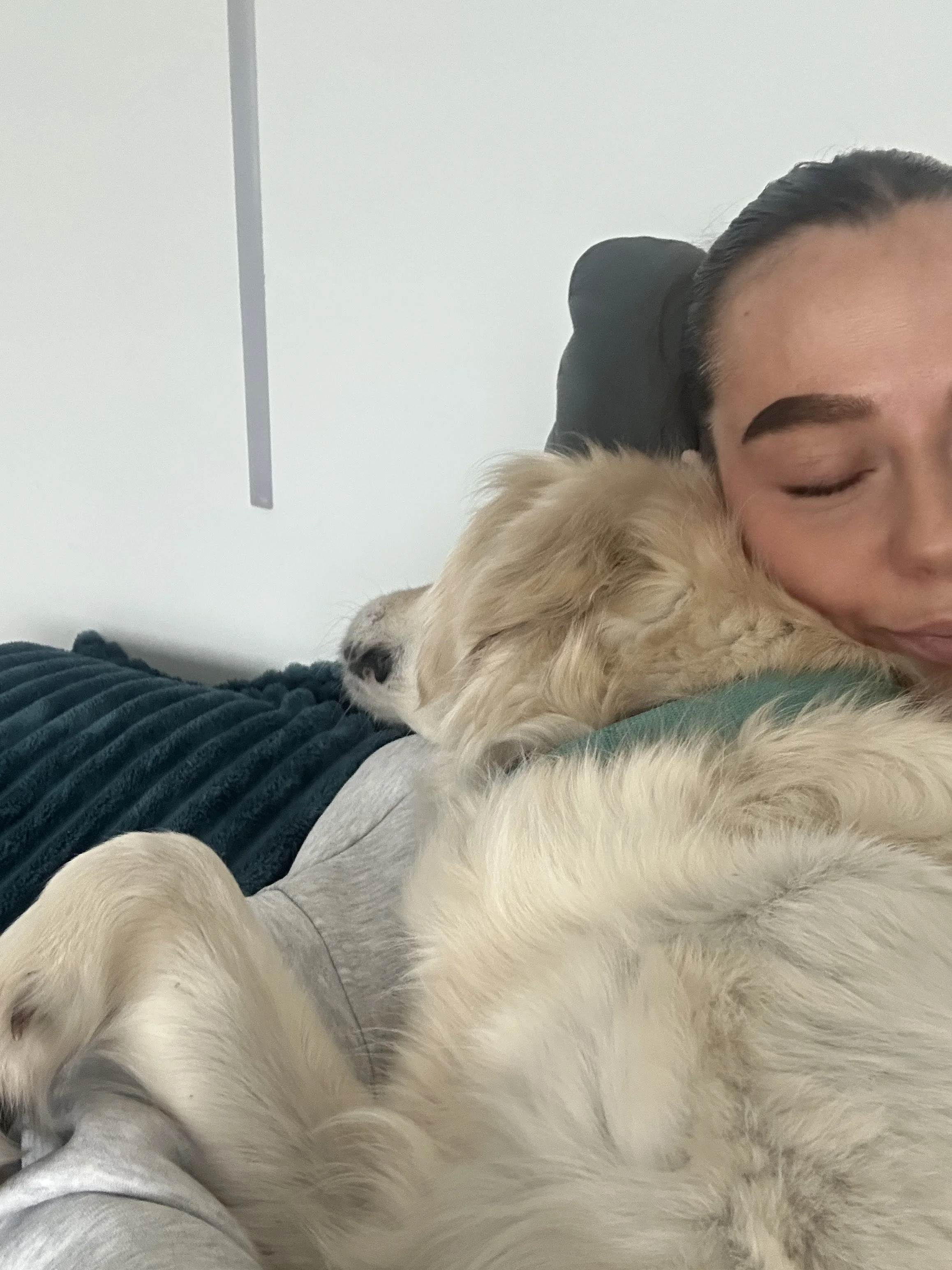 A dog with a brown and white coat holding a rusty leather leash in its mouth, sitting on a wooden floor in front of a white door.