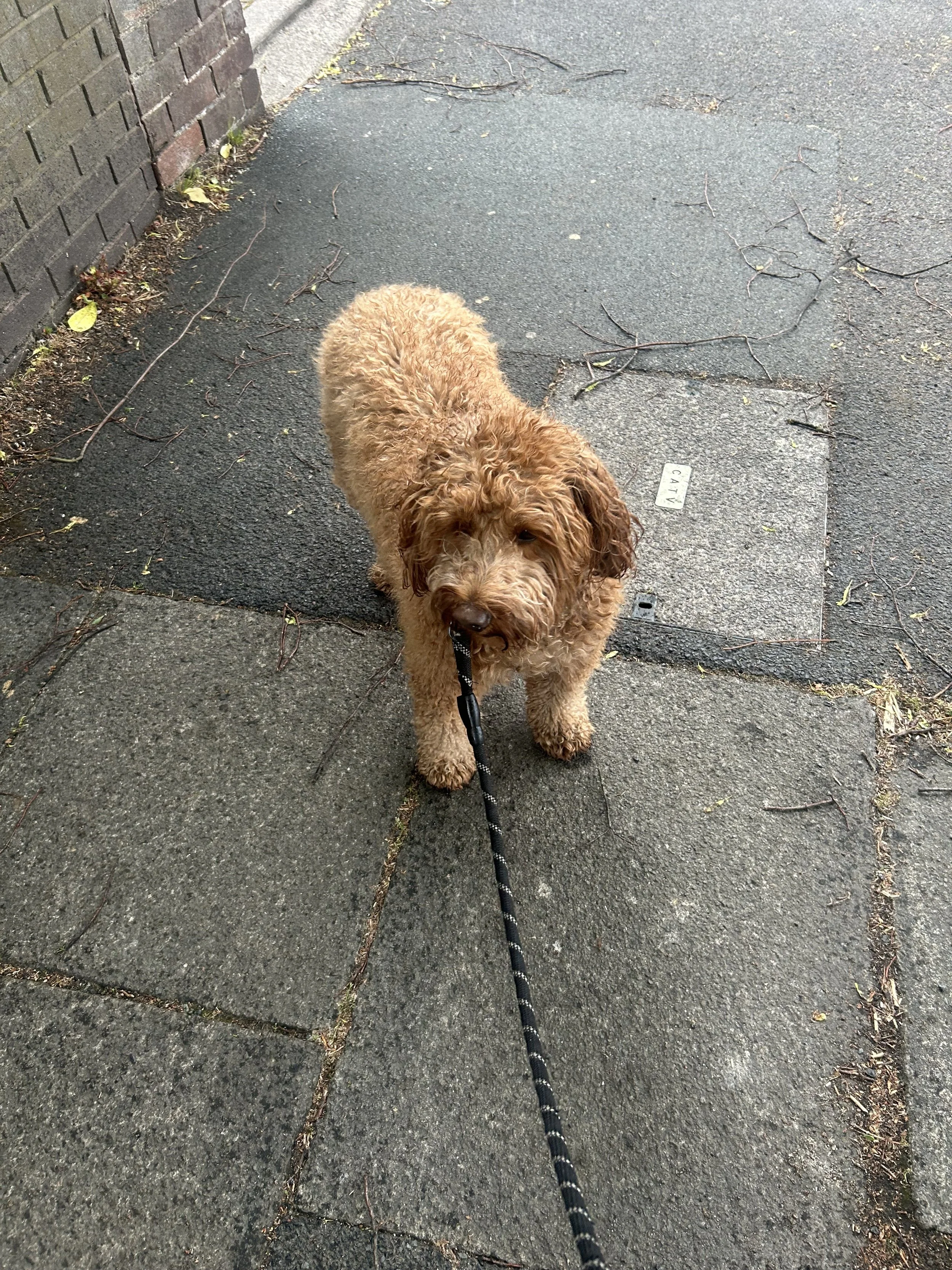 A curly-haired brown dog on a leash standing on a sidewalk next to a brick wall.