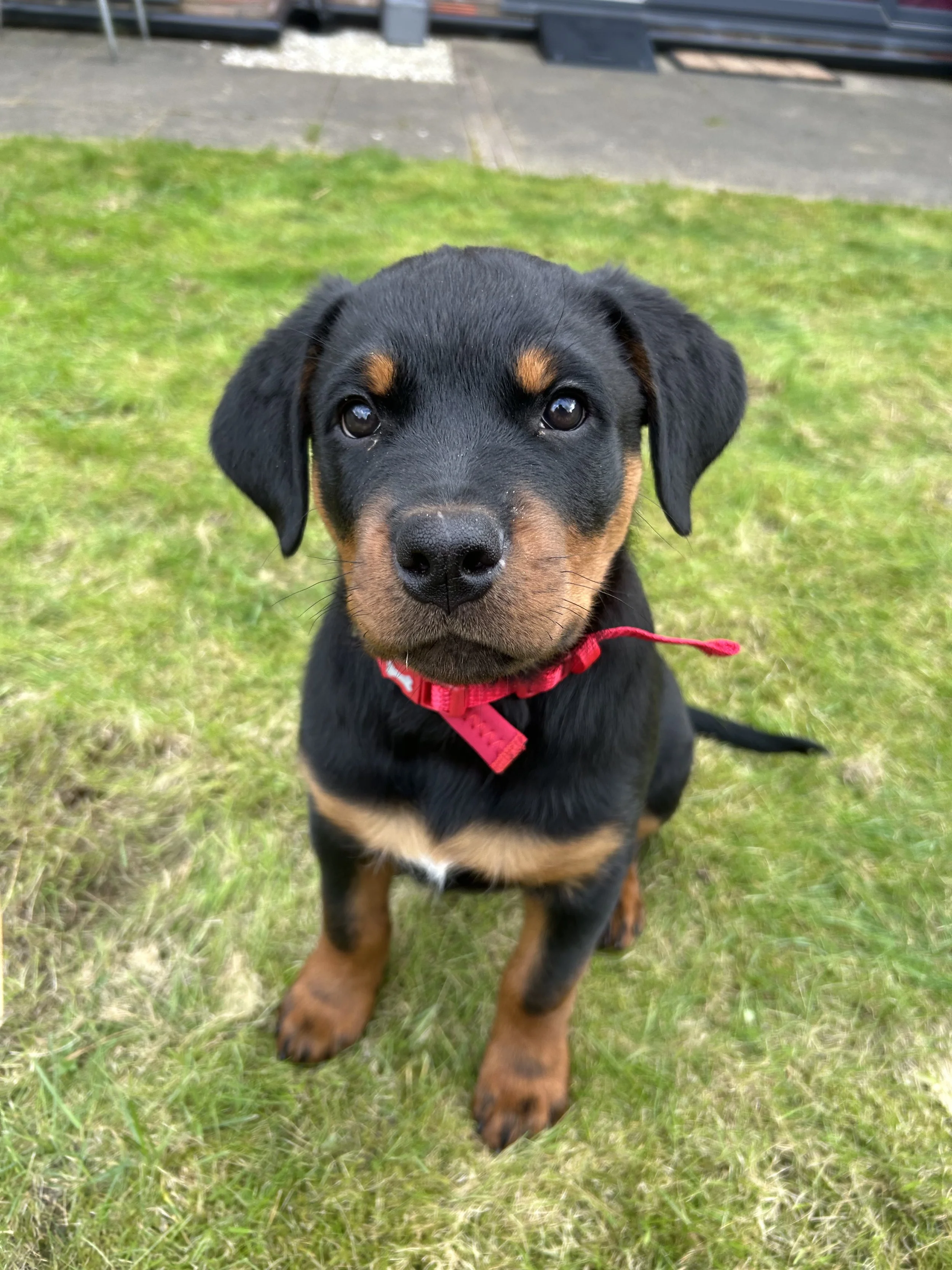 A fluffy, light brown puppy with curly fur sitting on a wooden floor indoors.