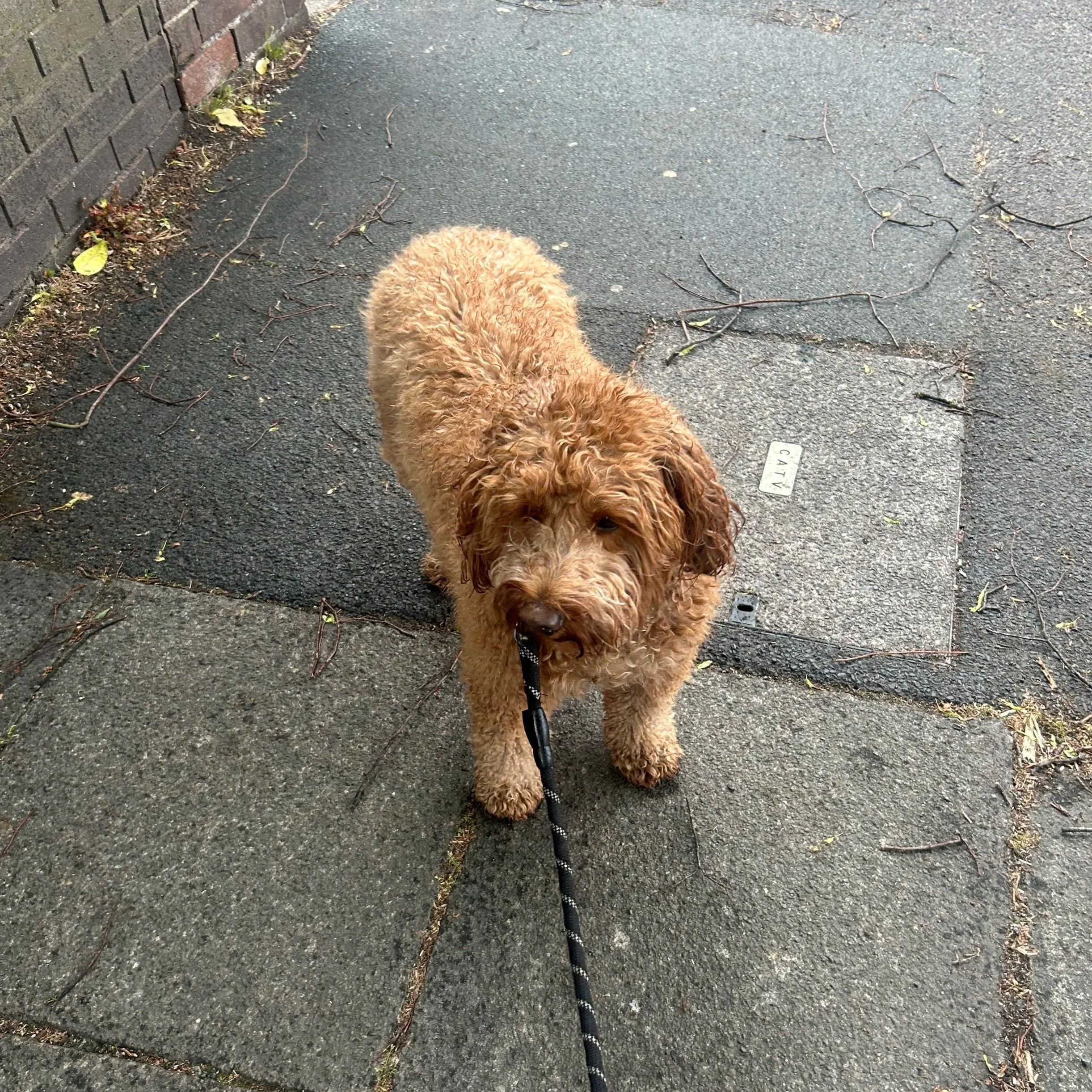 A curly-haired, tan dog on a leash standing on a sidewalk next to a brick wall.