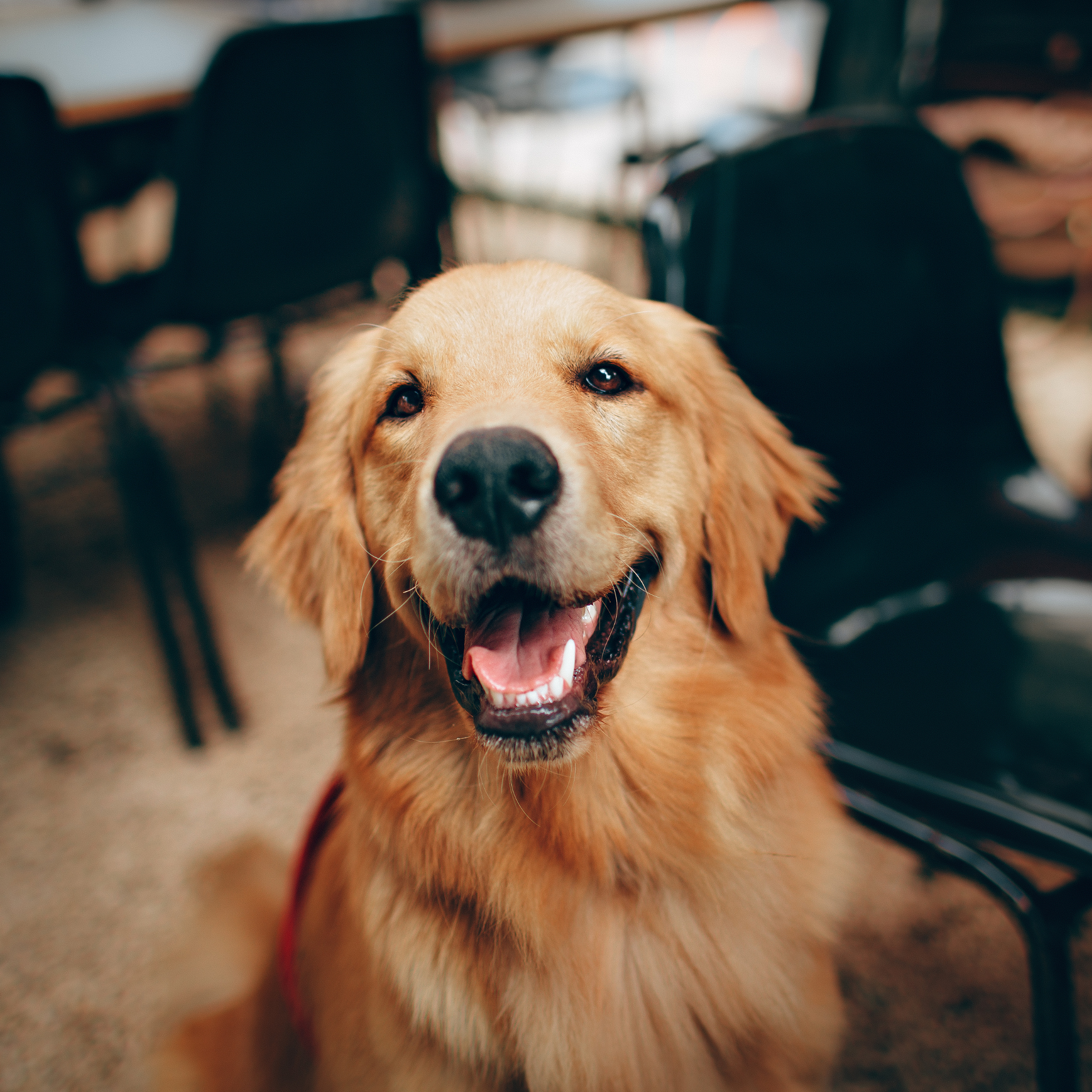 A happy golden retriever dog with a wide smile, sitting indoors near chairs and tables.