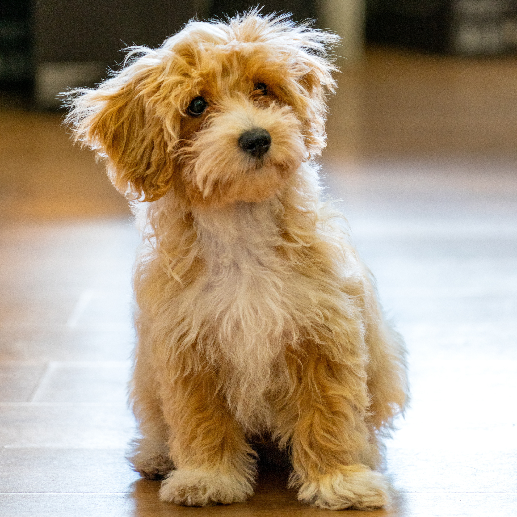 A fluffy, tan and white puppy with curly fur, sitting on a wooden floor indoors.