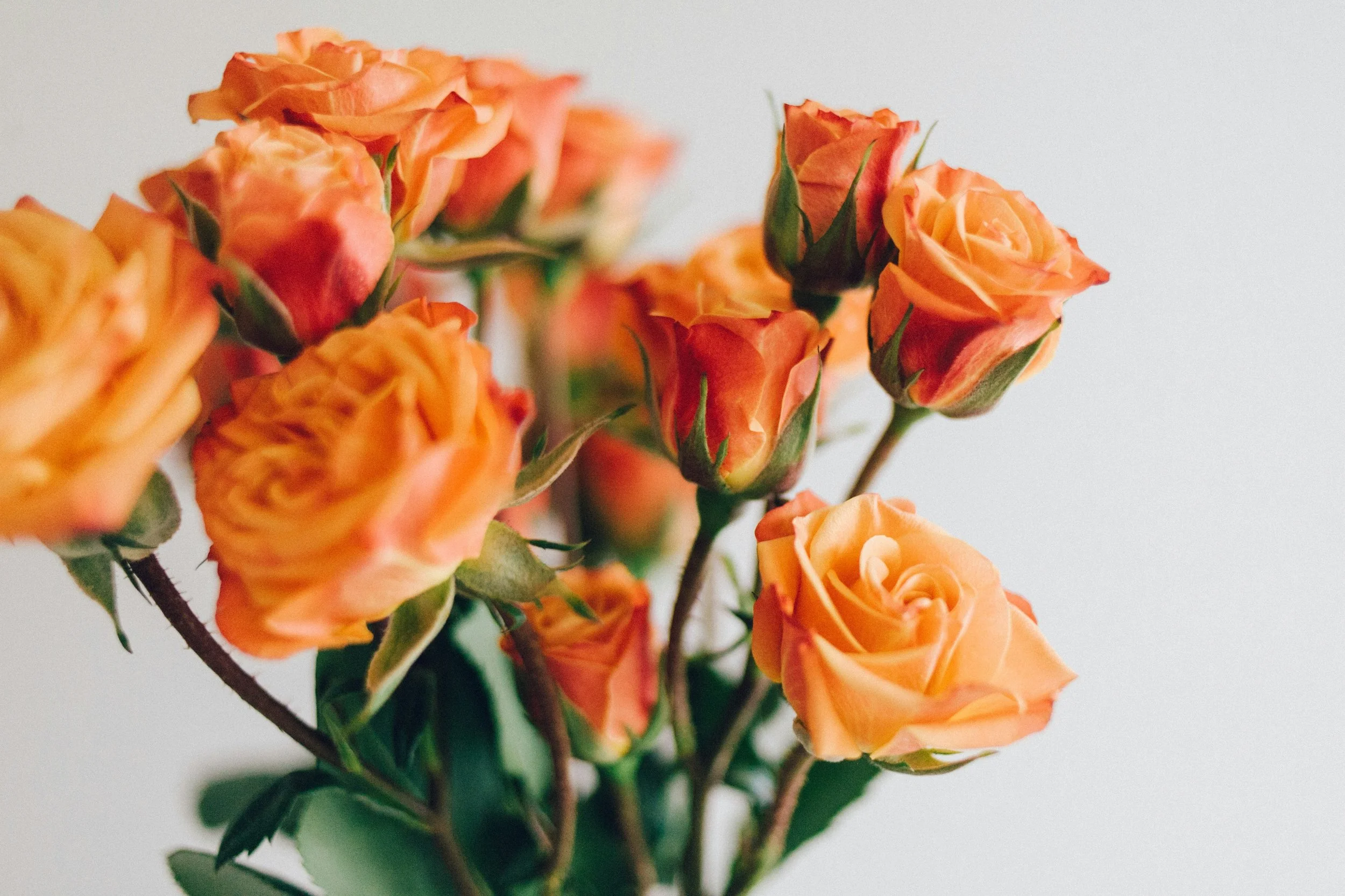 A bouquet of orange roses with green leaves against a plain white background.