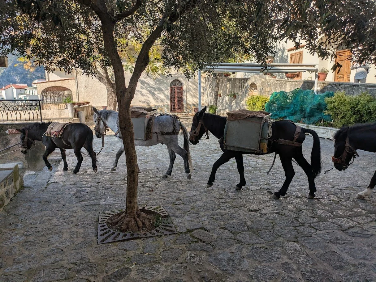 Five mules carrying loads walk along a cobblestone path in a courtyard shaded by a tree, with buildings and greenery in the background.
