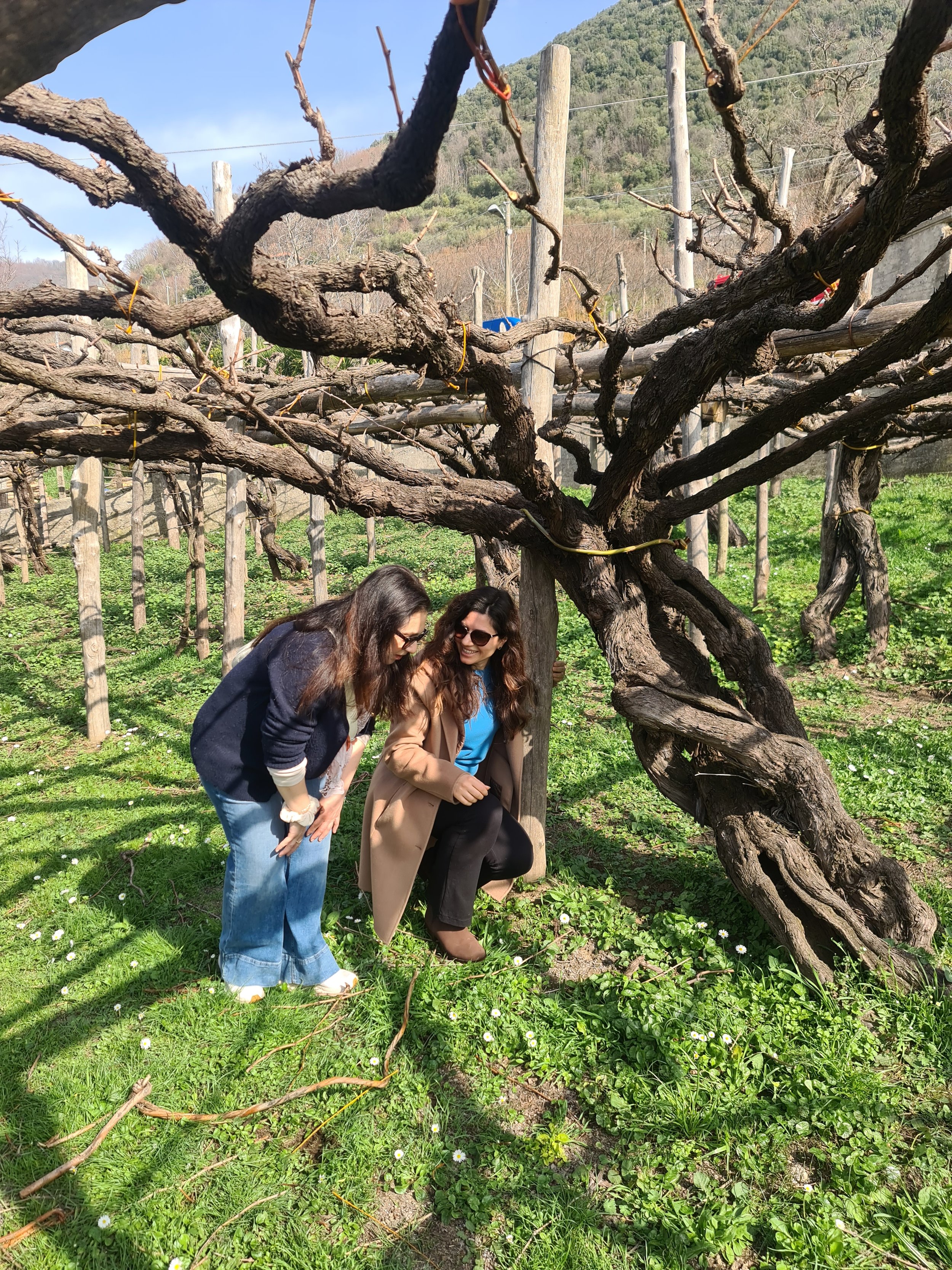 Two women are inspecting or observing a grapevine tree in a vineyard during daytime, with bright sunlight. One woman is squatting and the other is standing, both smiling and wearing glasses. The vineyard has rows of grapevine trees supported by wooden posts, and mountains can be seen in the background.