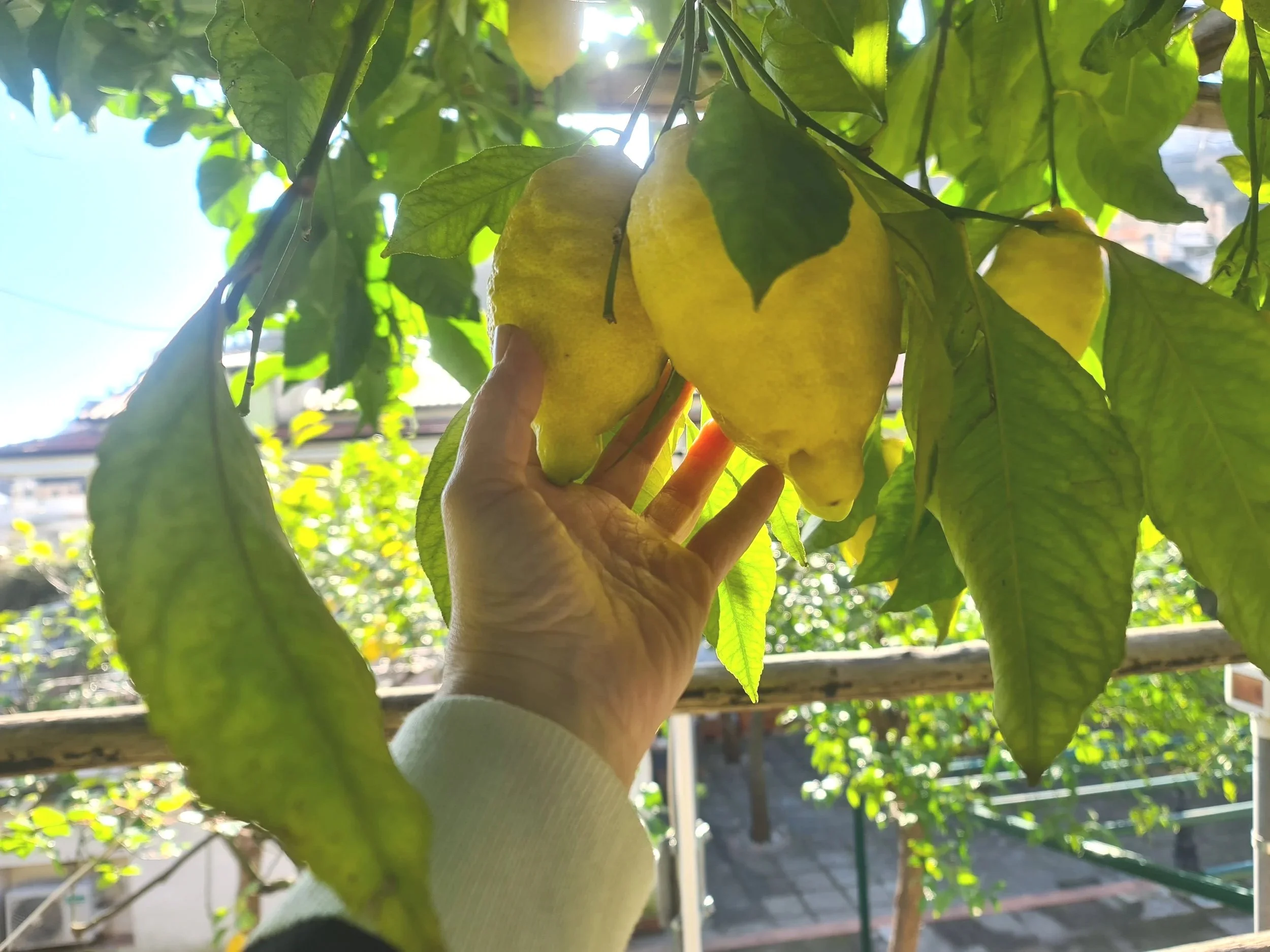 A person is holding a yellow guava fruit among green leaves on a guava tree, with sunlight shining through the foliage.