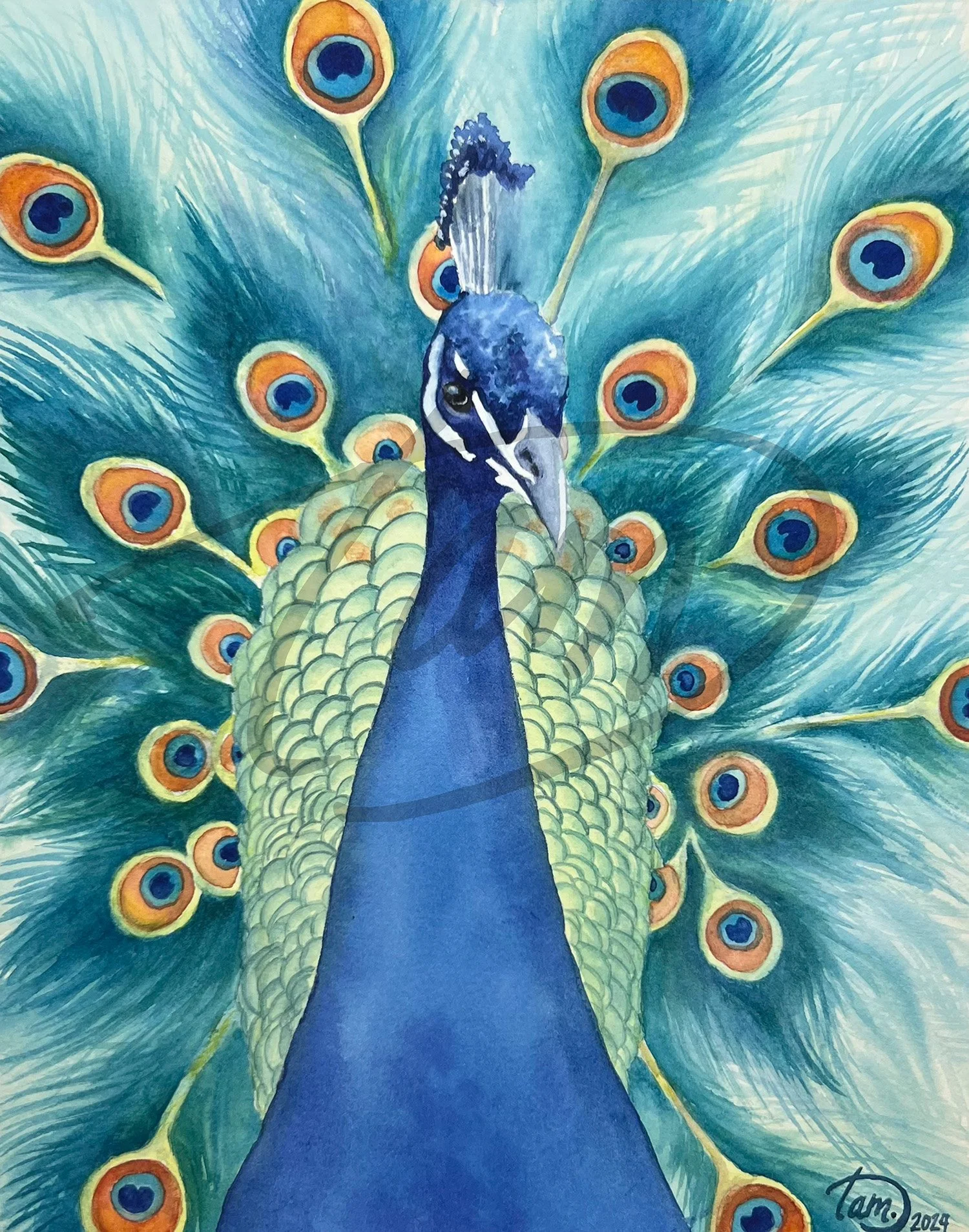    Feathered Showstopper     – He knows he’s being watched—and that’s exactly the point. Color punches forward, unapologetic, presence undeniable. His confidence doesn’t ask for attention; it assumes it—swagger without noise, beauty without explanati