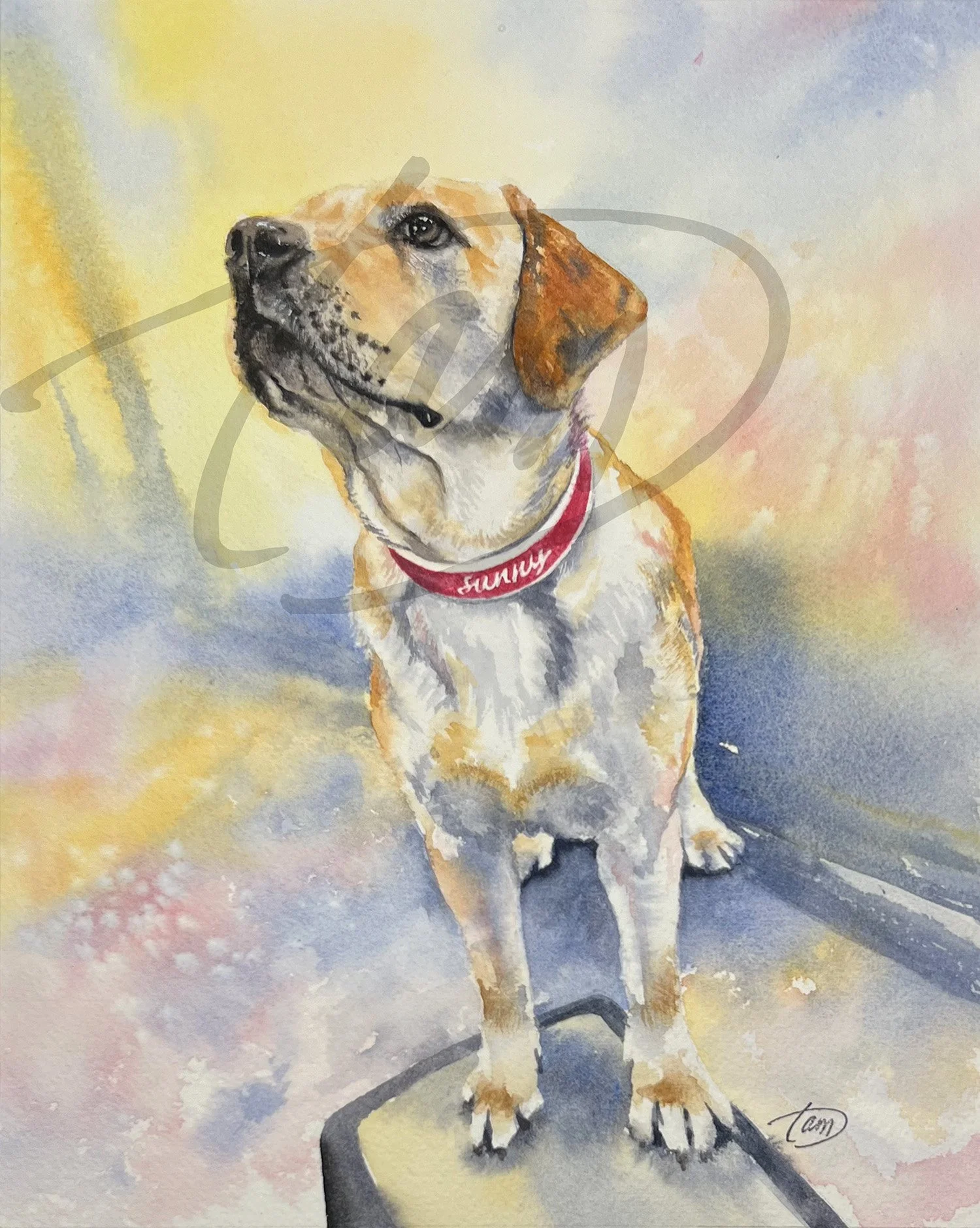    Sunny     – A golden Labrador with the heart of an old soul, moves through the world with quiet grace. Though her name evokes warmth and light, it is her steady presence that defines her -- calm, intuitive, and deeply devoted. As a loyal service c