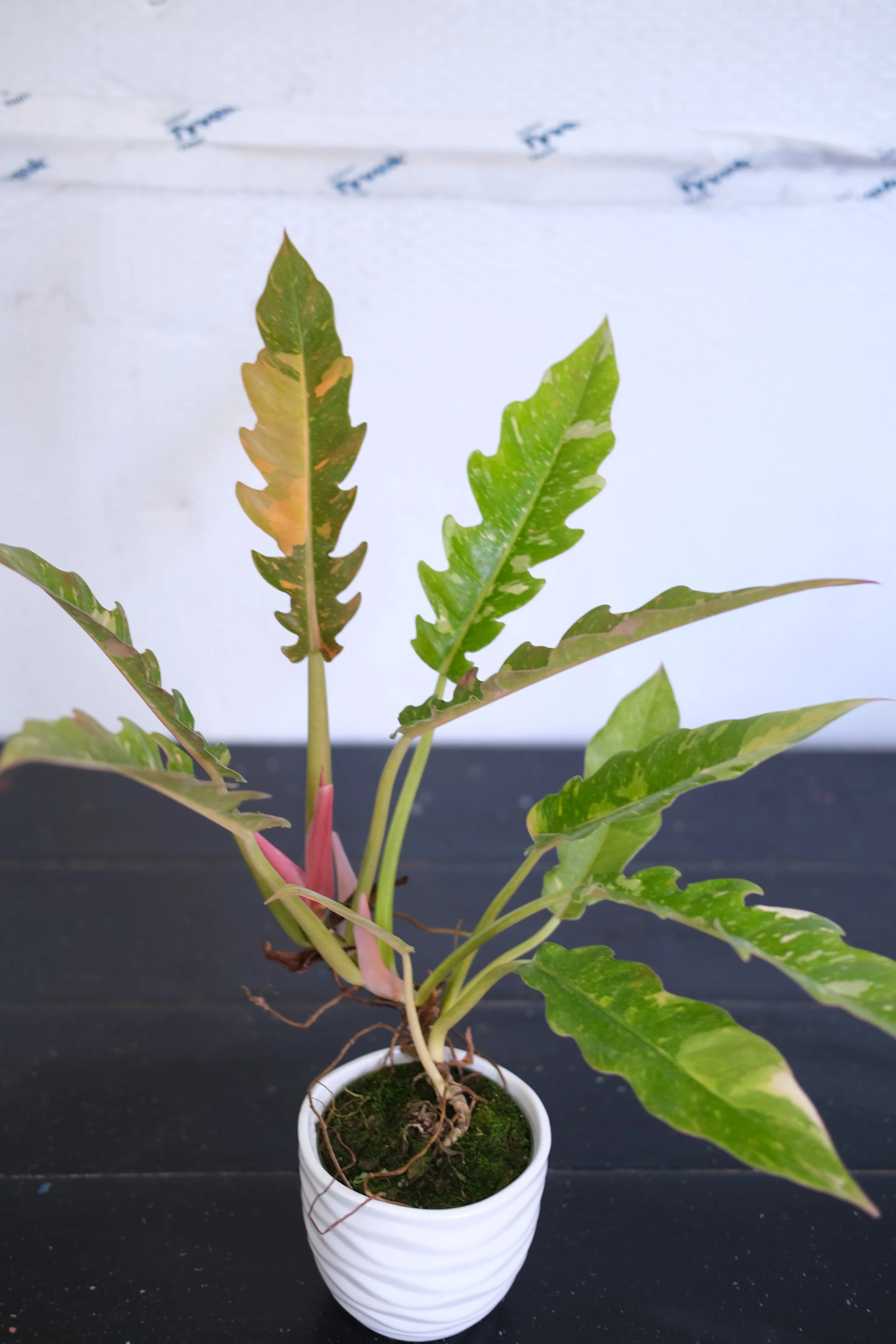 Ring of Fire Philodendron