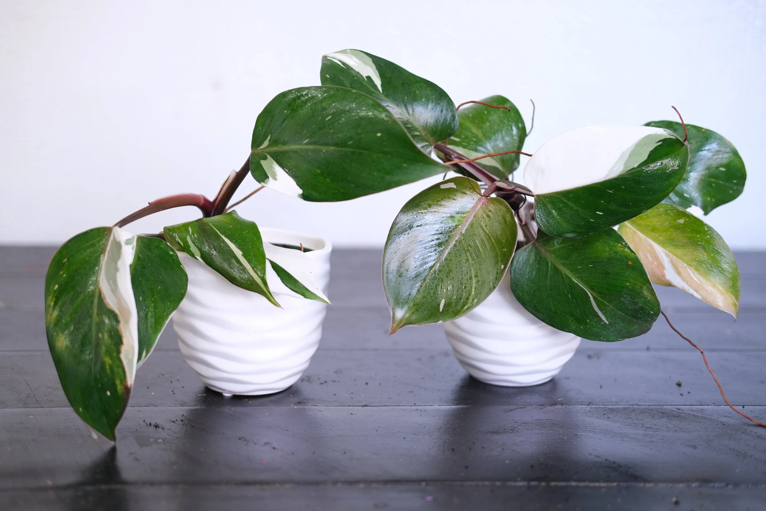 White Knight Philodendron