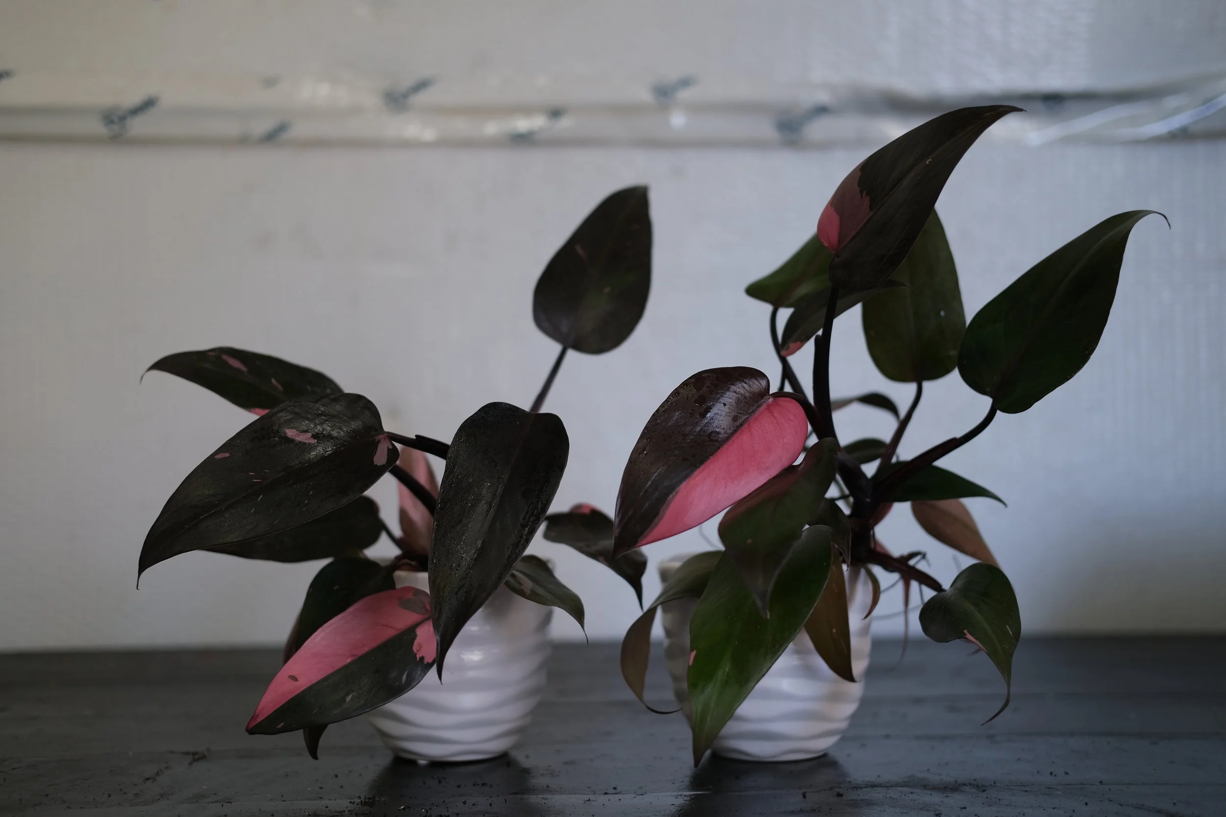 Pink Princess Philodendron