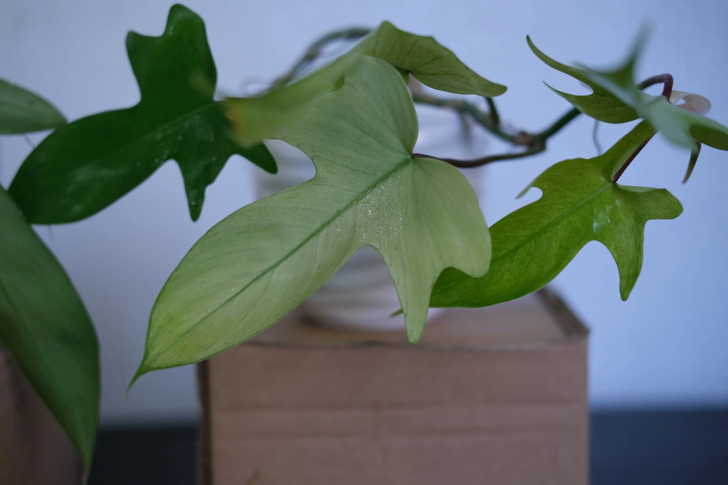 Florida Ghost Philodendron