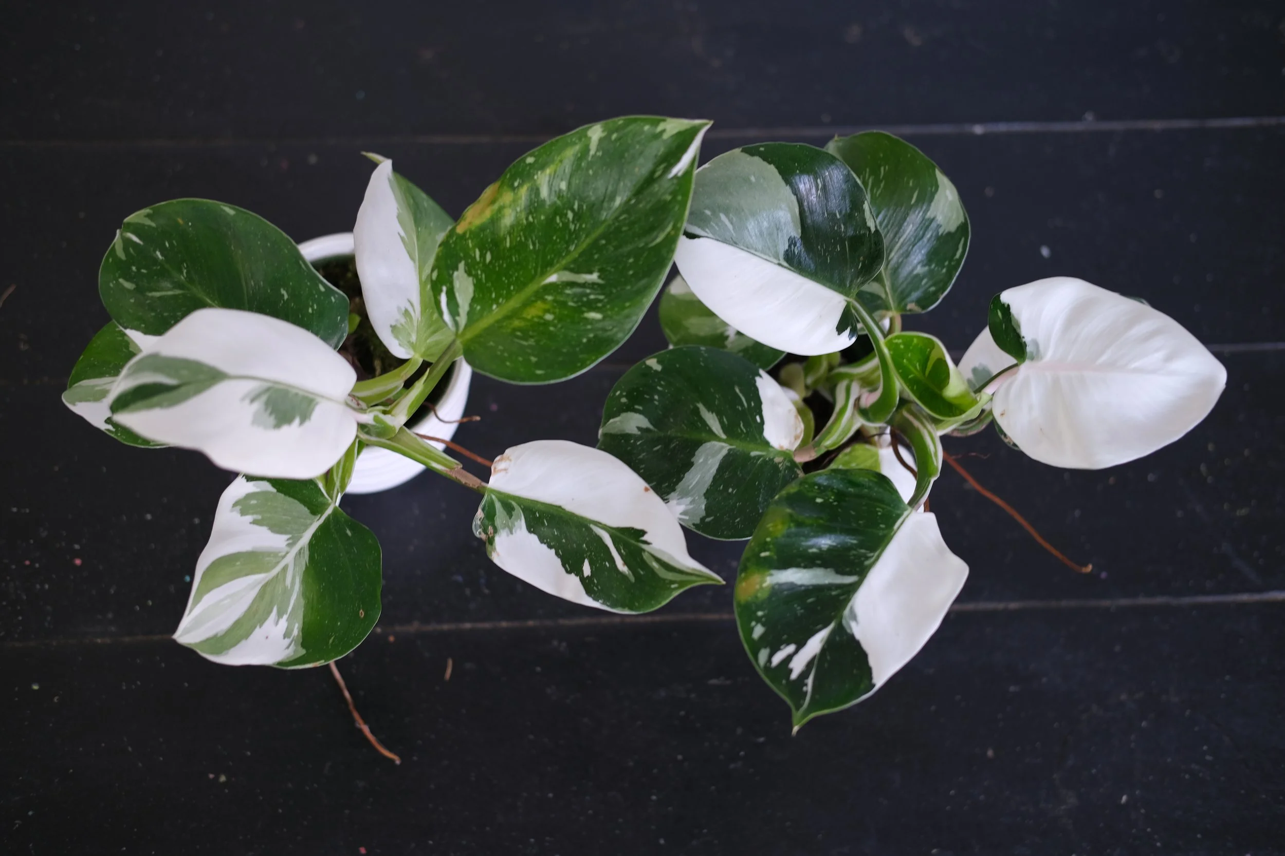 White Princess Philodendron