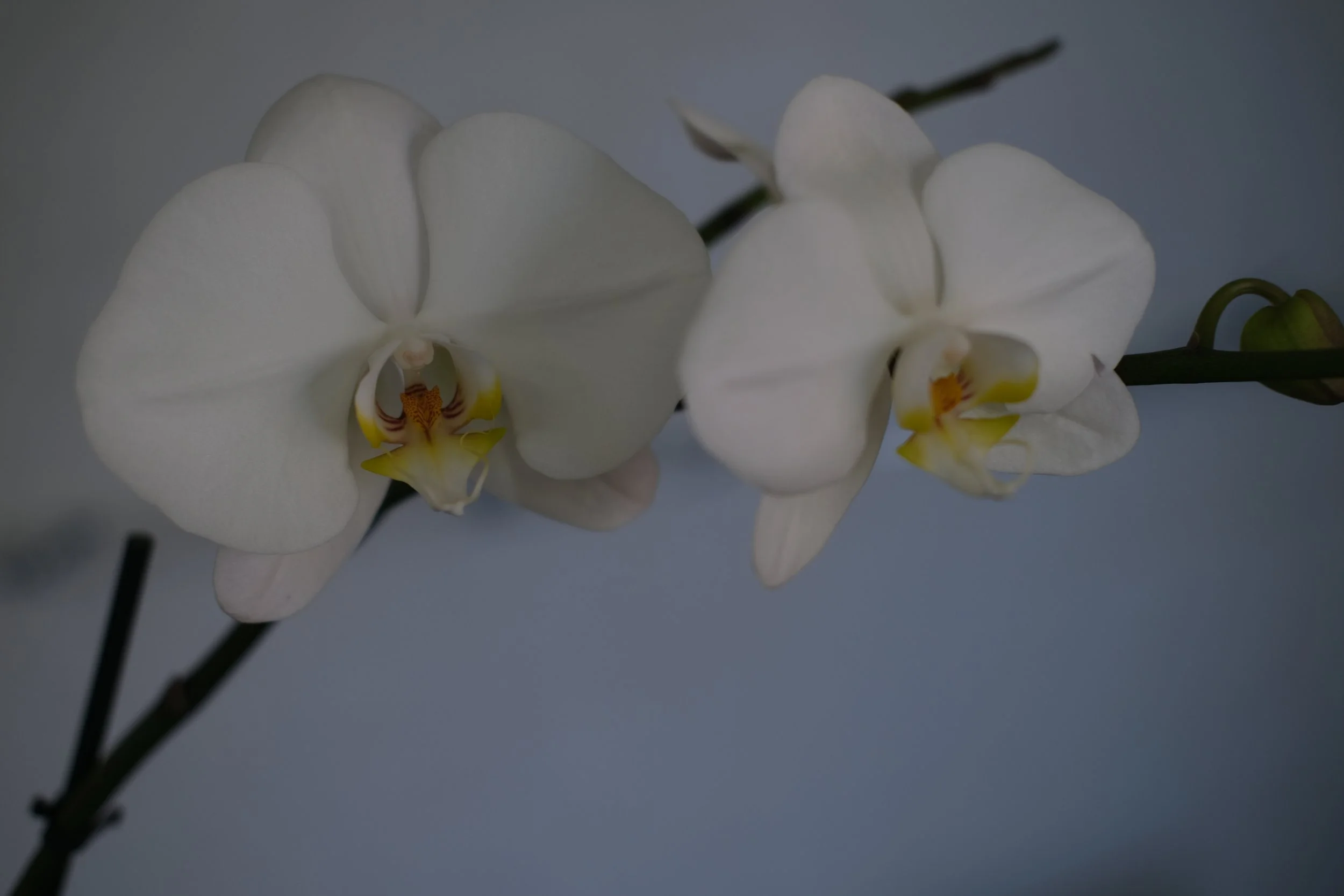 Phalaenopsis Orchid