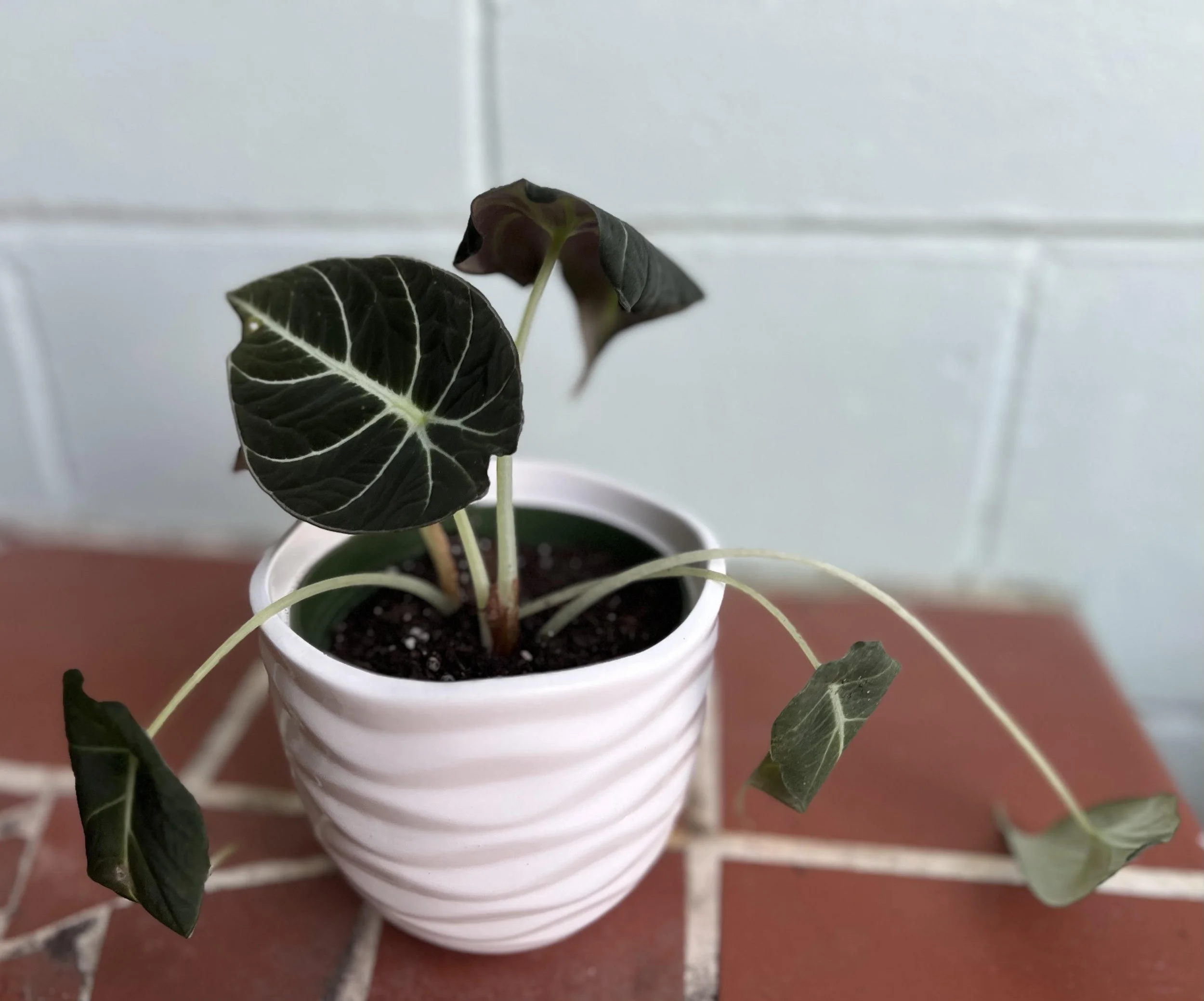 alocasia.jpg