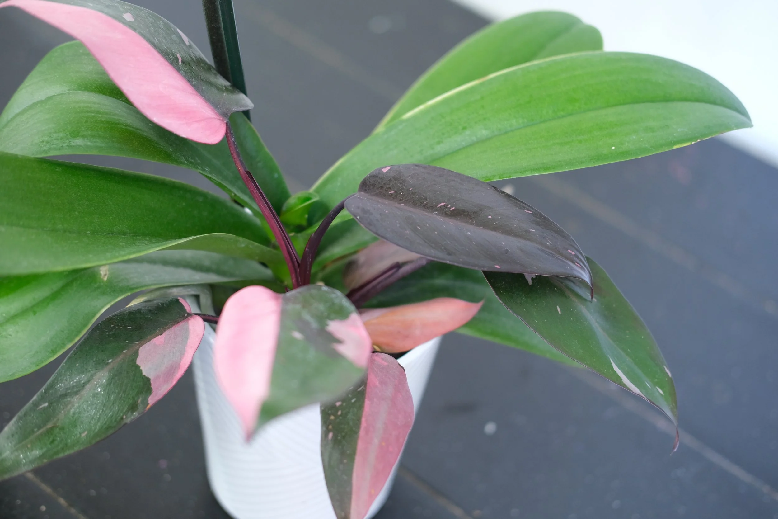 Orchid and Philodendron Mix