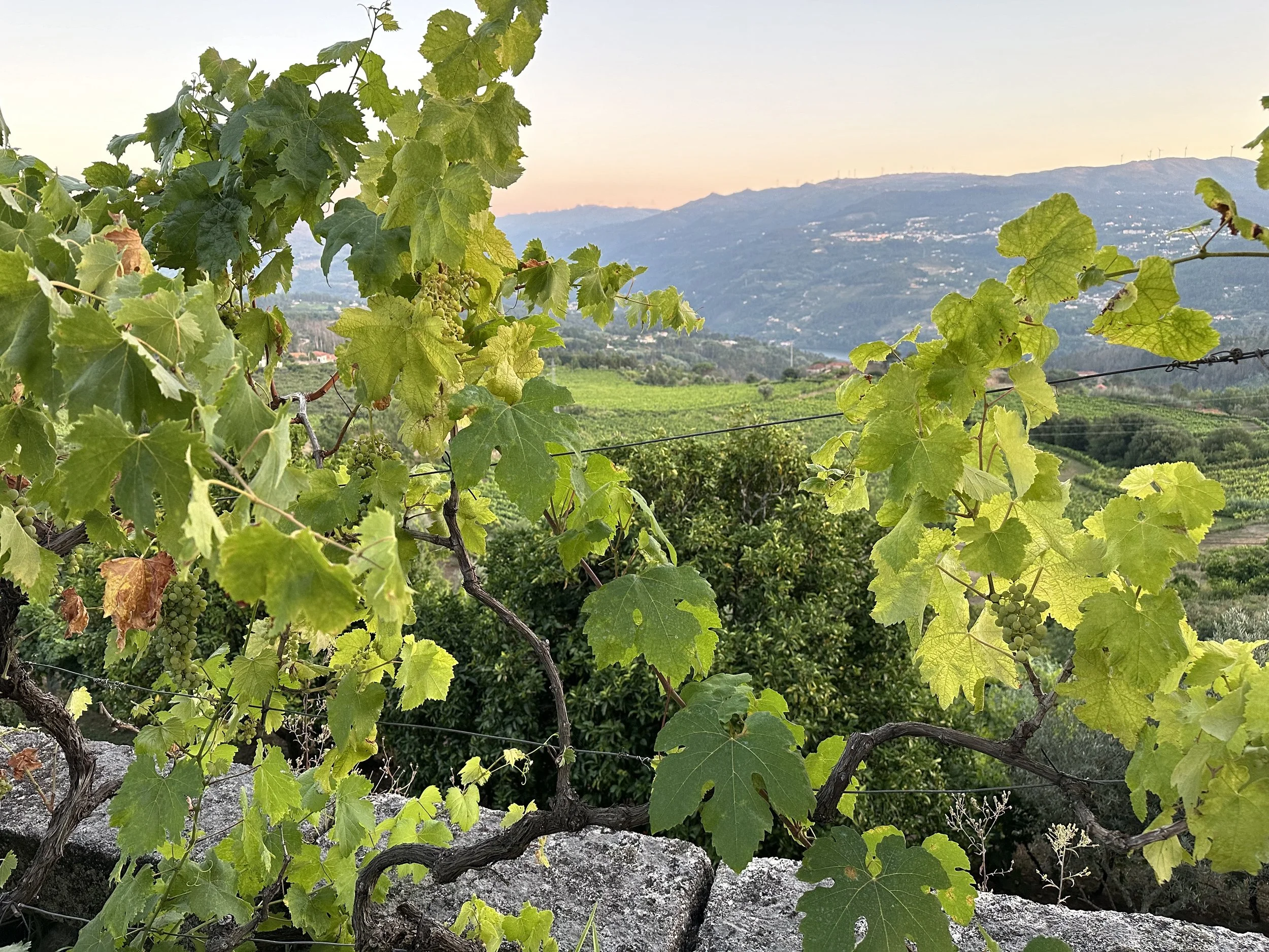 Vineyard with grape clusters and green leaves in foreground, rolling hills and mountains in the background at sunset.
