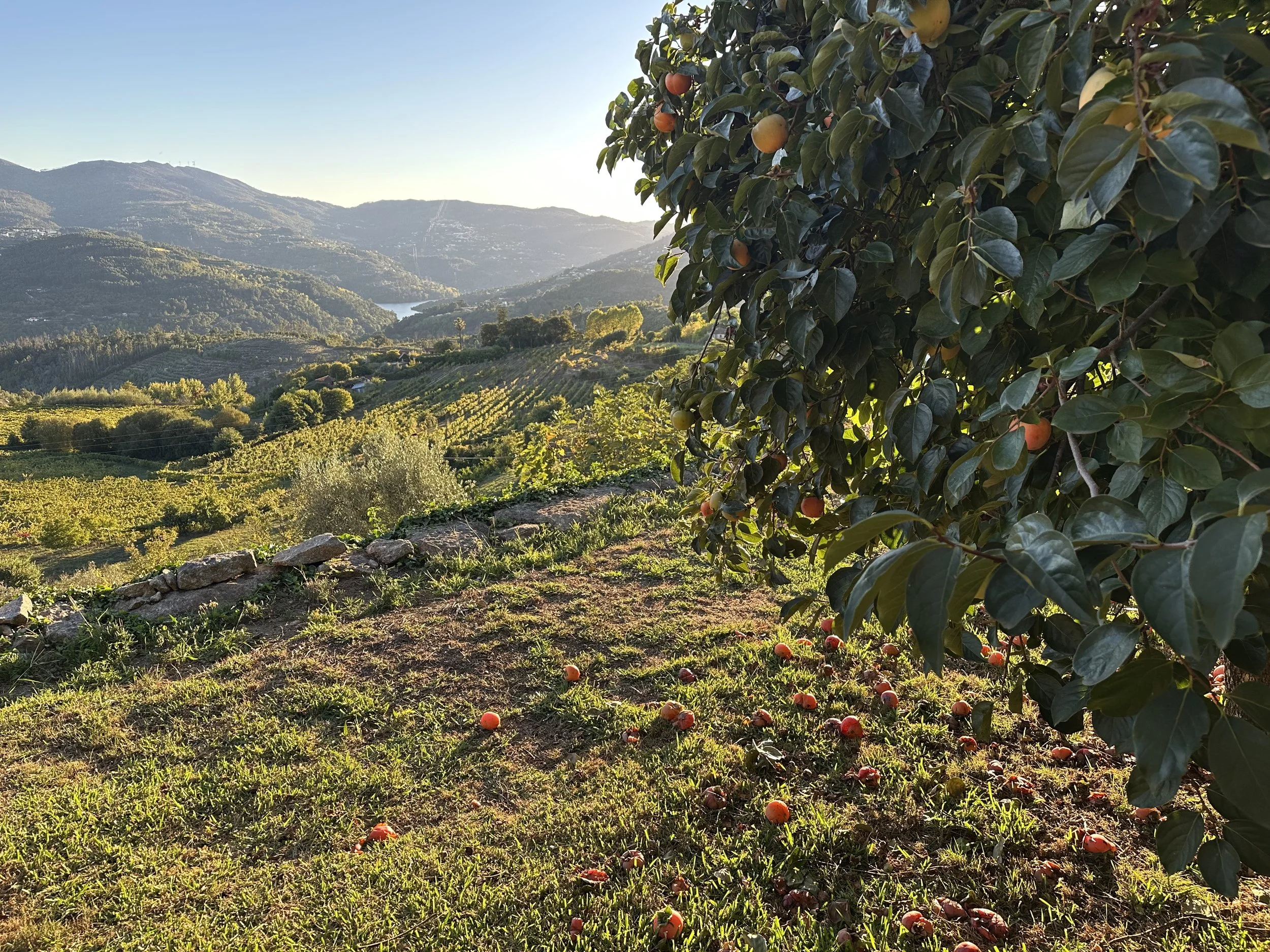 A distant view of the Douro River with a close-up view of the orange tree and vegetable garden at Casa Belo Horizonte.