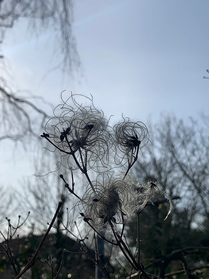 Close-up of delicate dried seed heads with curly filaments on thin branches, set against a bright sky and blurred trees in the background. A photo from the Thanet Biodiversity Report in 2025, commissioned by Creative Isle Community Rail Partnership.