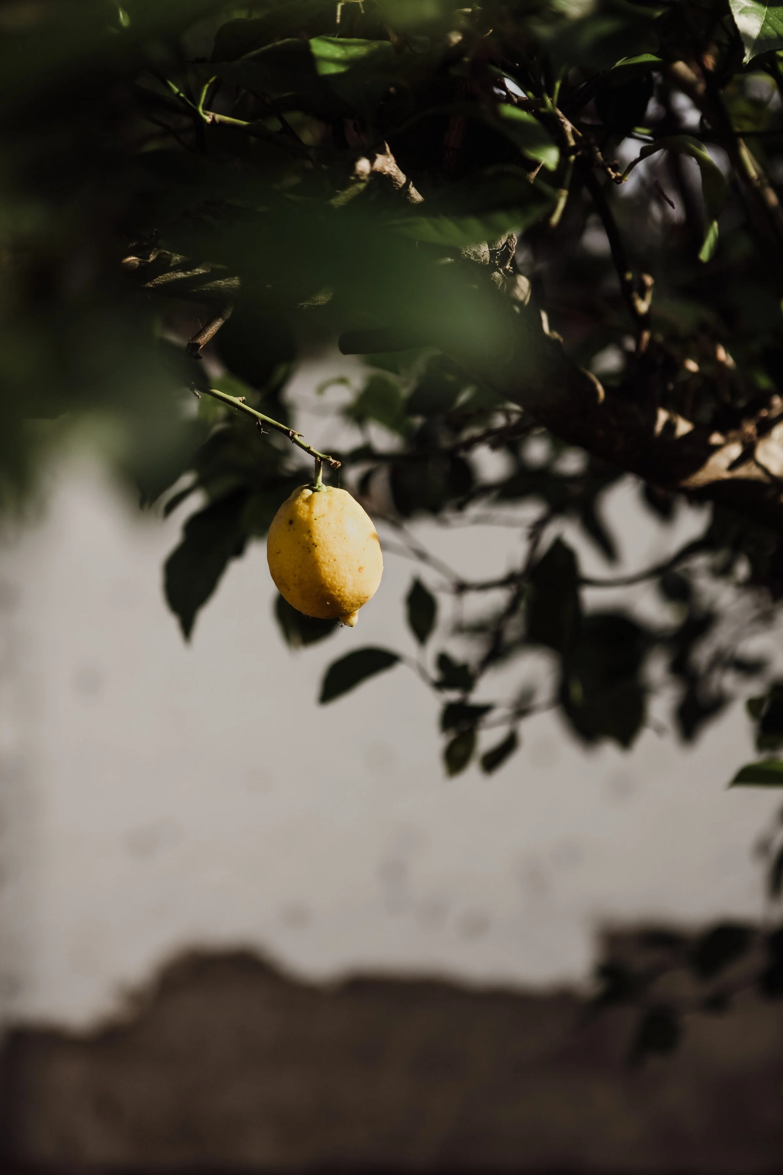 Une citronnelle jaune pendante suspendue à une branche d'un arbre avec des feuilles vertes.