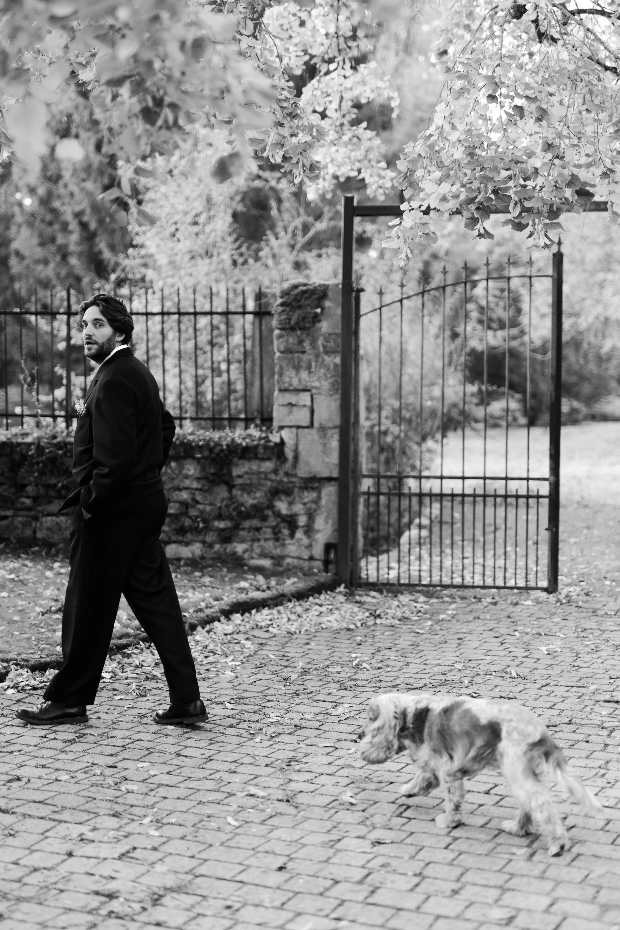 Un homme en costume noir marche à côté d'un chien de race cocker dans une cour pavée entourée d'une barrière en fer et d'une porte, avec des arbres en arrière-plan.