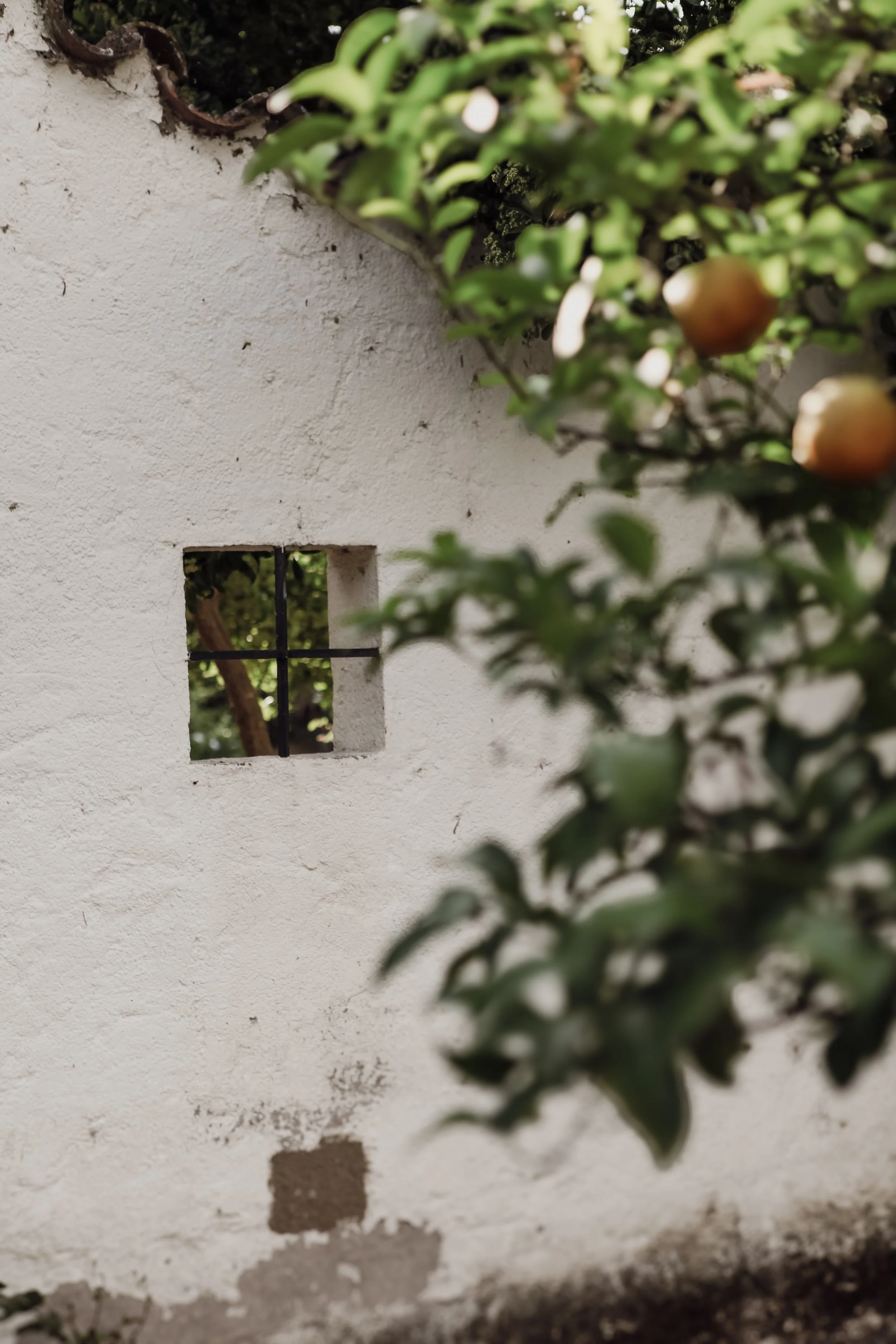 Un mur blanc avec une petite fenêtre en fer. Sur le côté droit, des branches de buisson avec des fruits orange, probablement des oranges ou des citronniers.