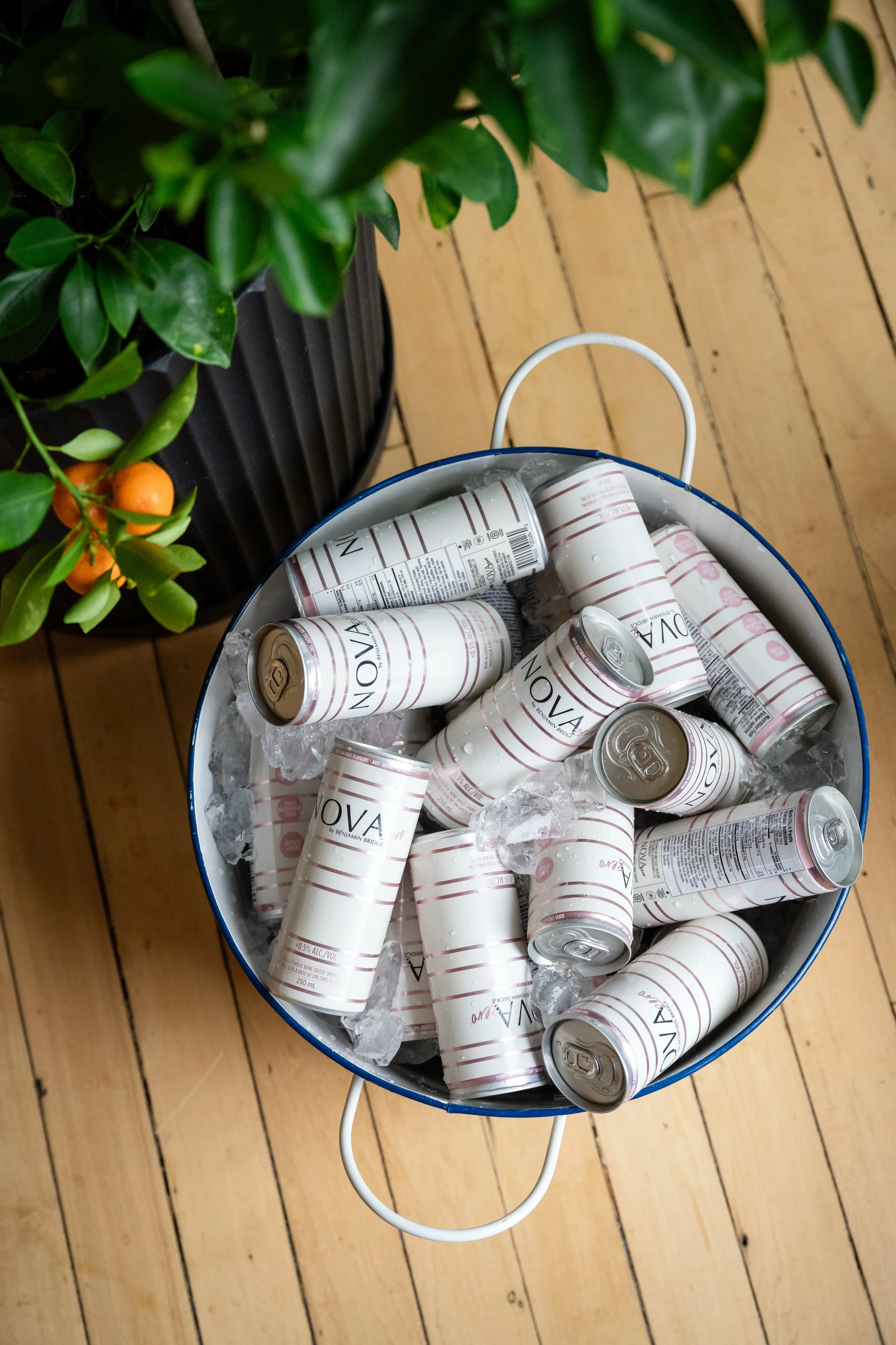 A bucket filled with ice and cans of Nova beverage sitting on a wooden floor, near a plant with green leaves and small orange fruit.
