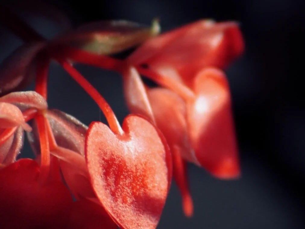 flowers.jpg