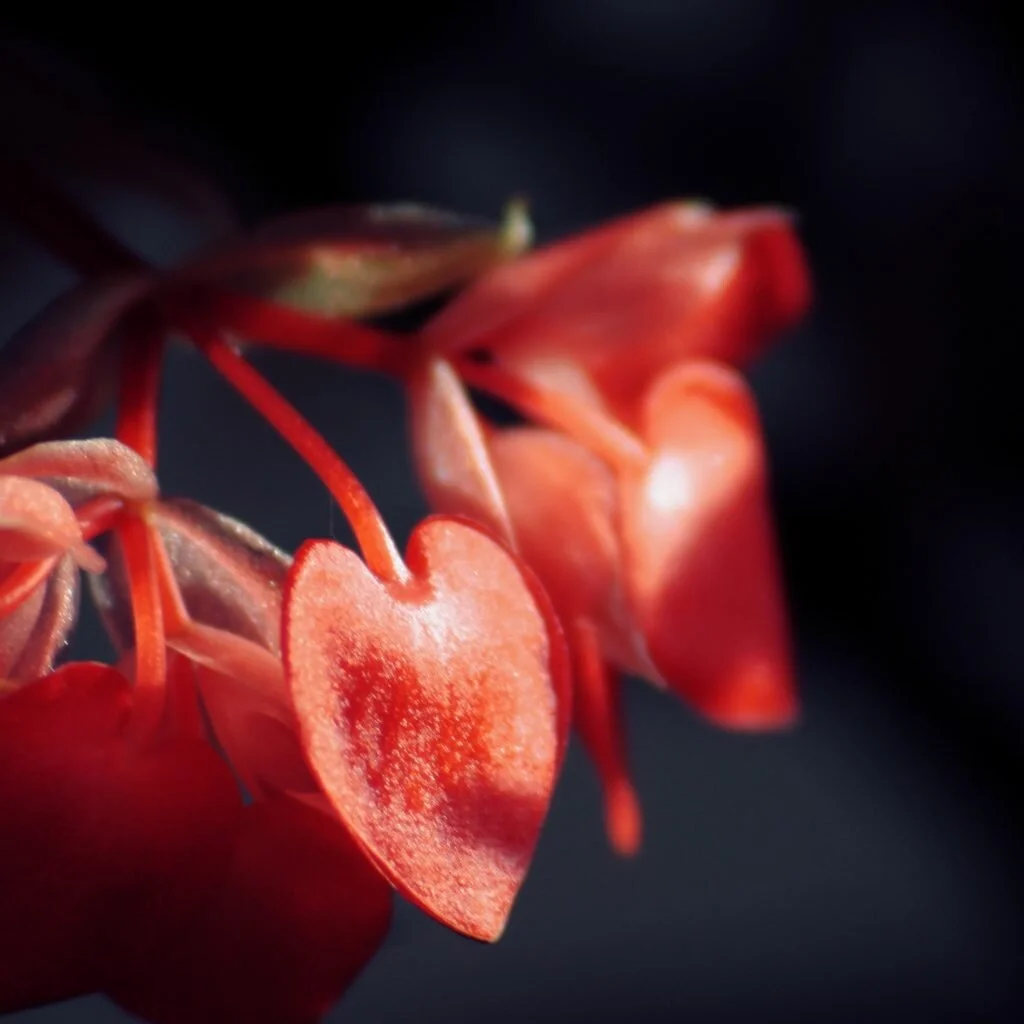 The secret to post traumatic GROWTH