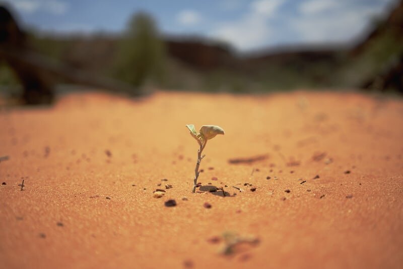 A small plant growing in the middle of a sandy desert with mountains in the background.