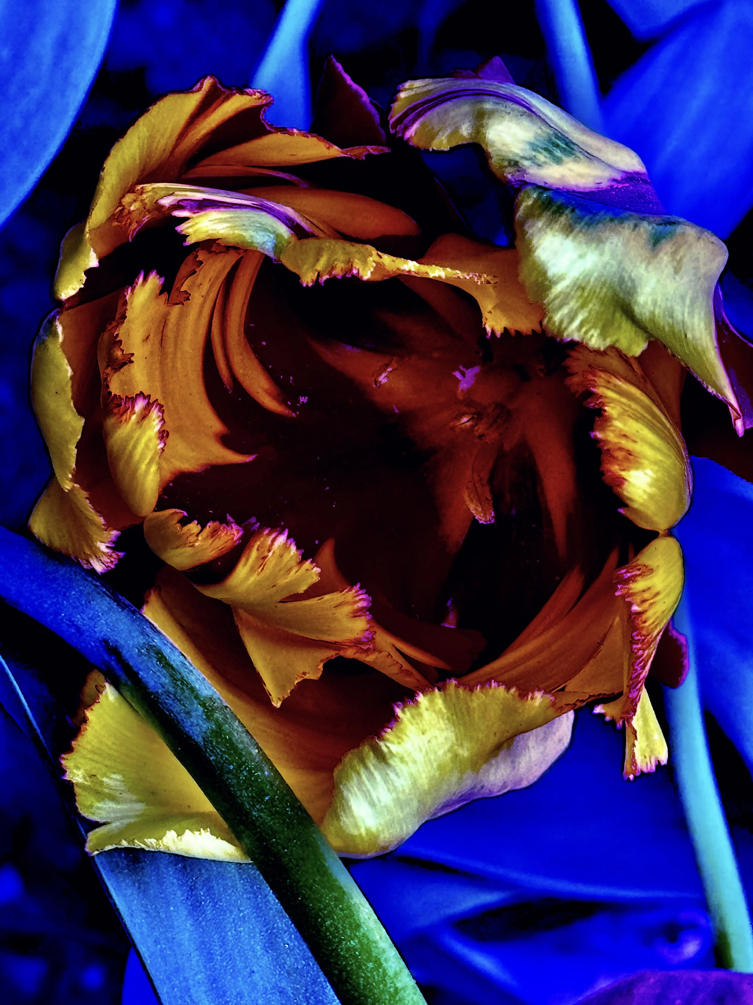 Community Garden  (2)