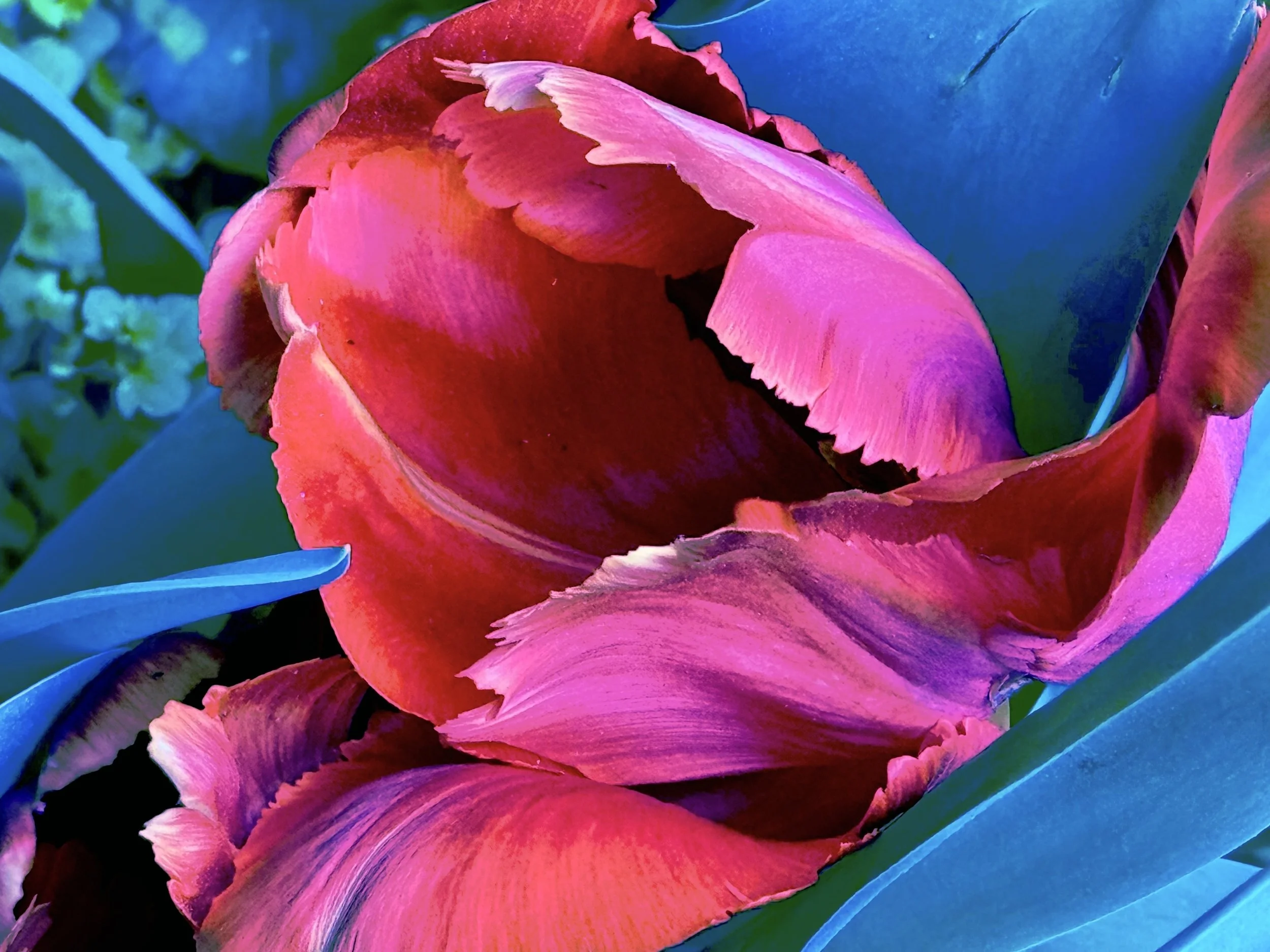 Tulip - Community Garden - 89/90 Sts. Columbus/Amsterdam Aves. NY NY  (1)