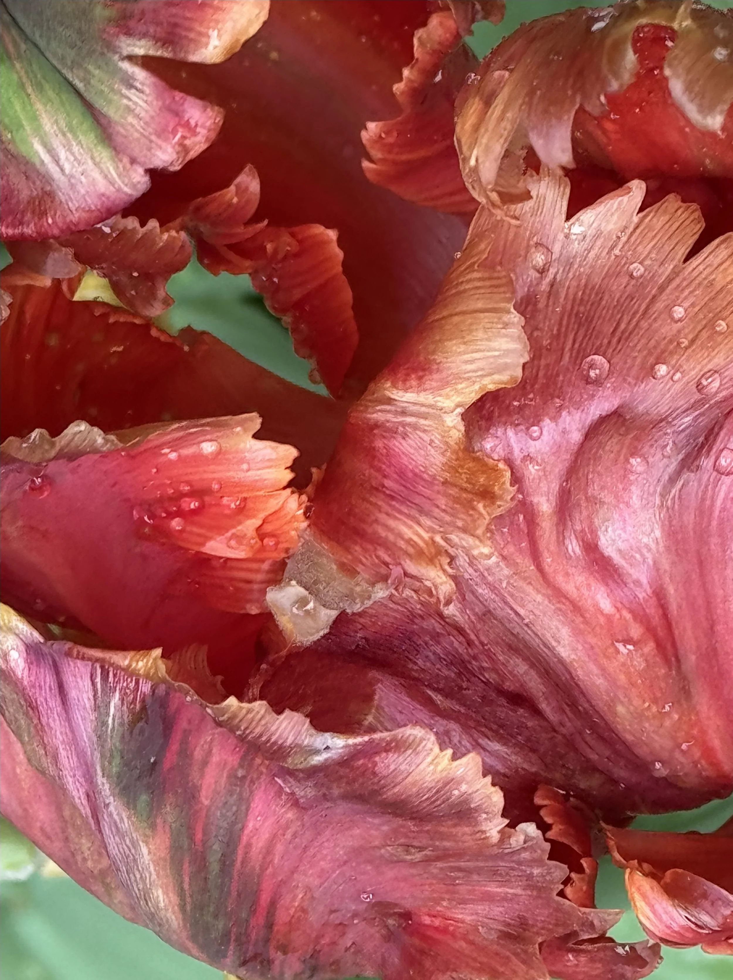 Community Garden (3)